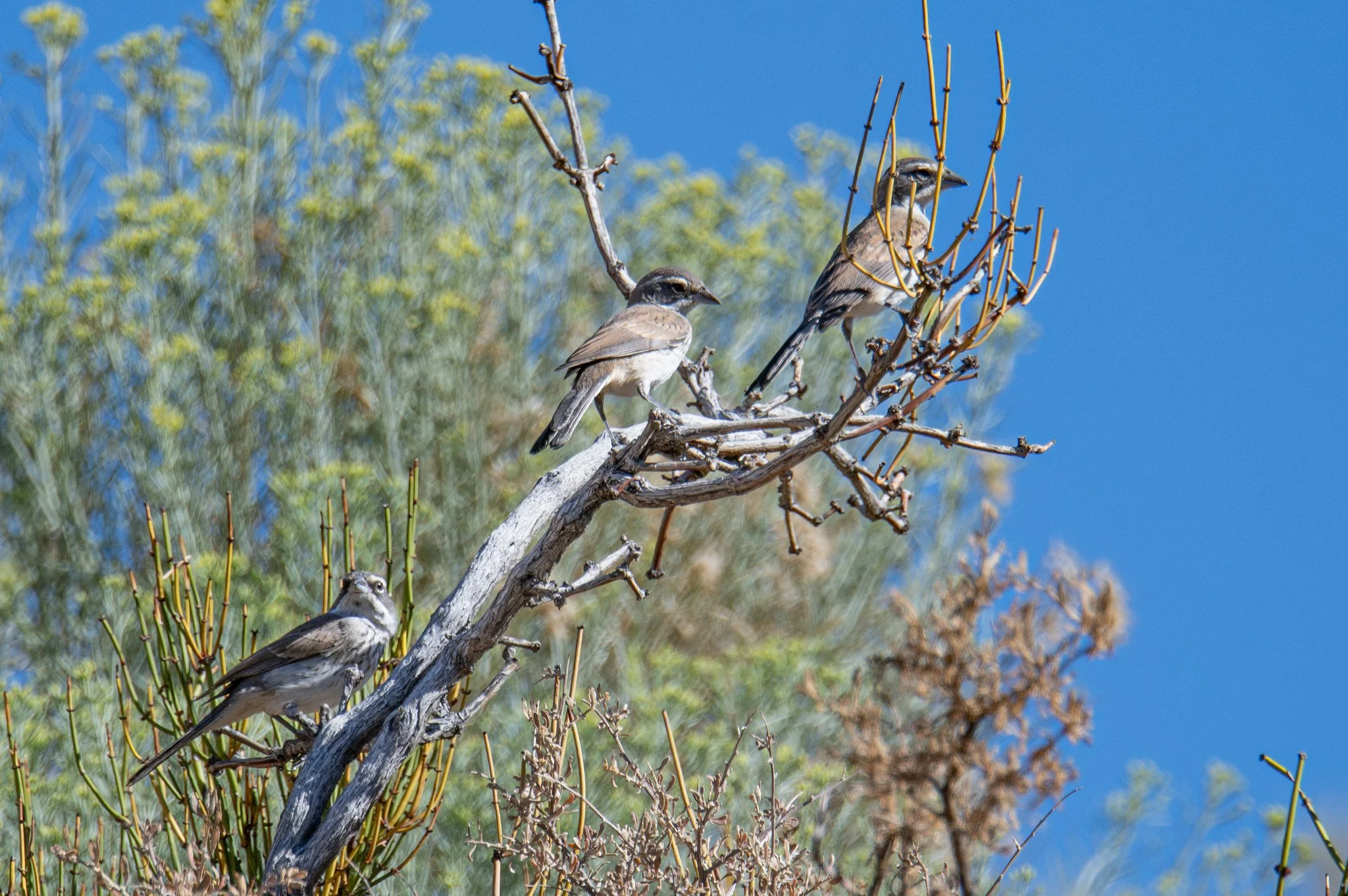 Black-throated Sparrow (Amphispiza bilineata)