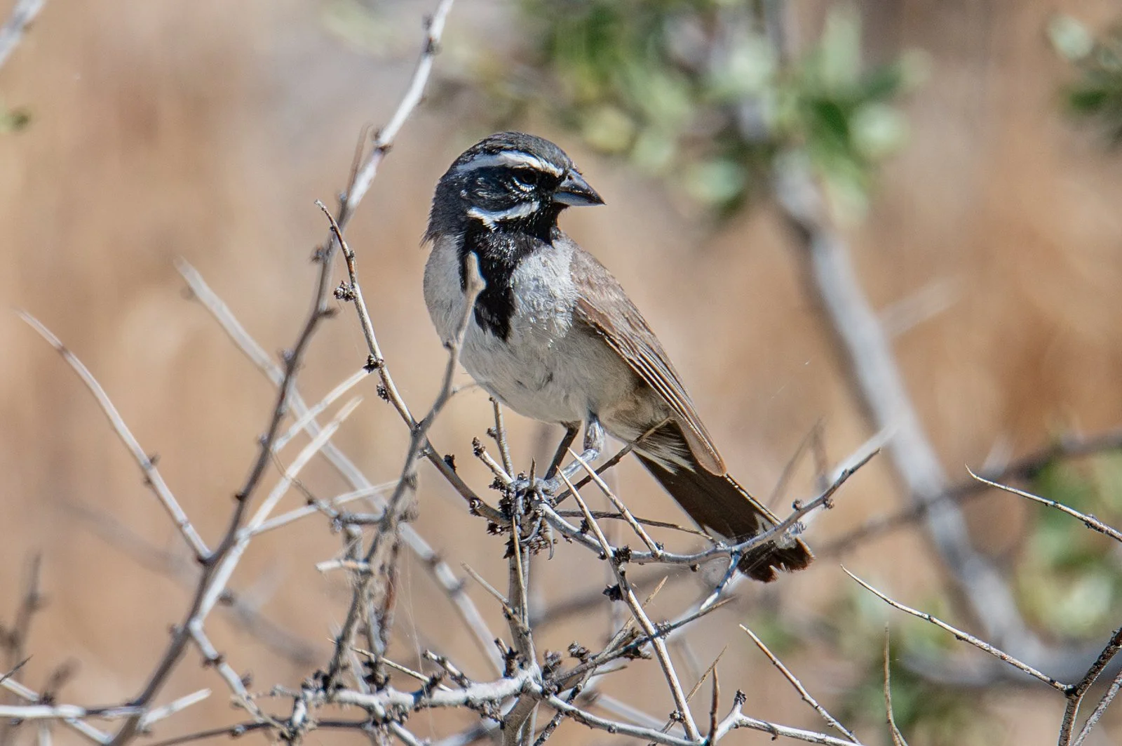 Black-throated Sparrow (Amphispiza bilineata)