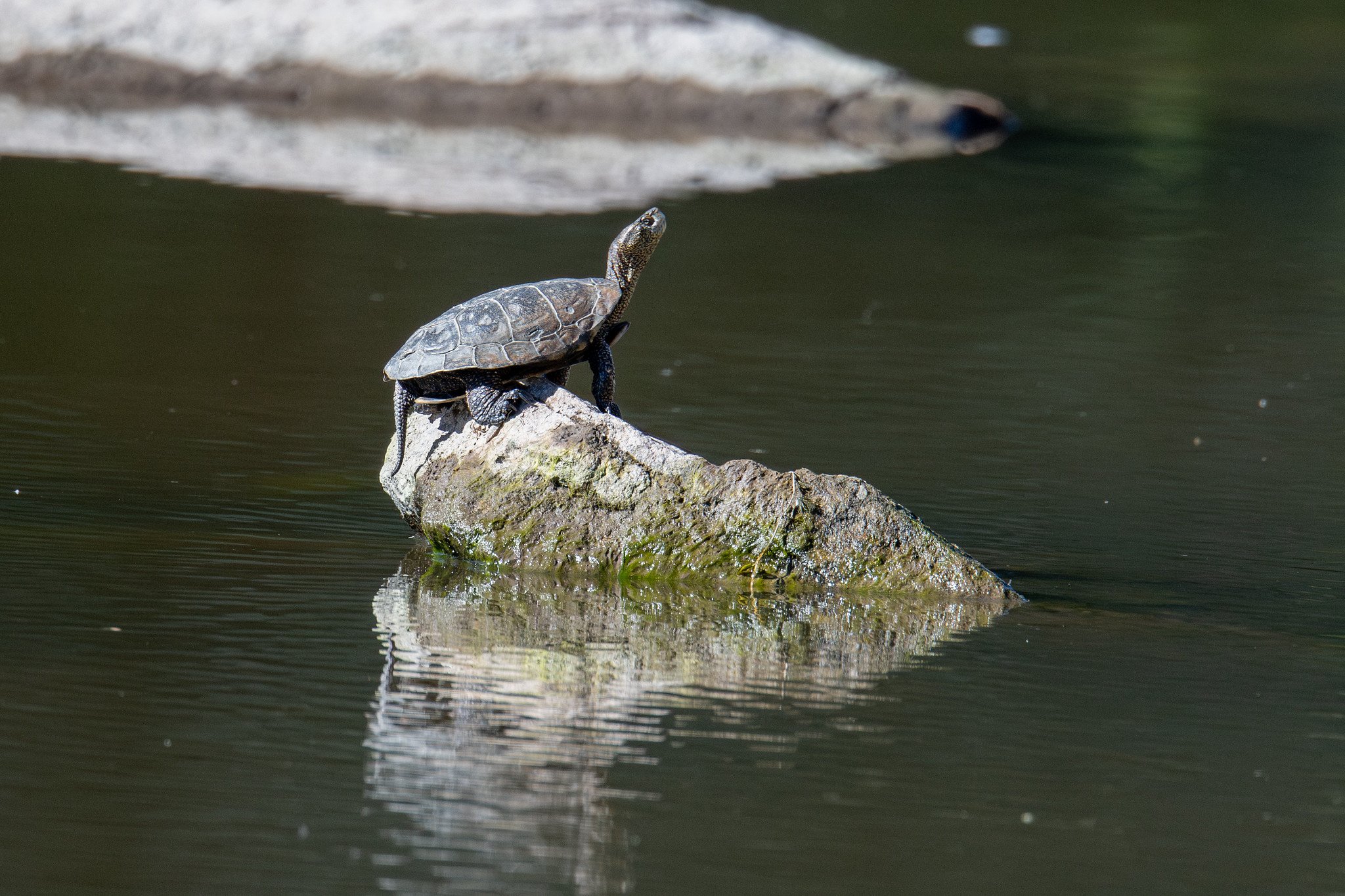Western Pond Turtle (Actinemys marmorata)