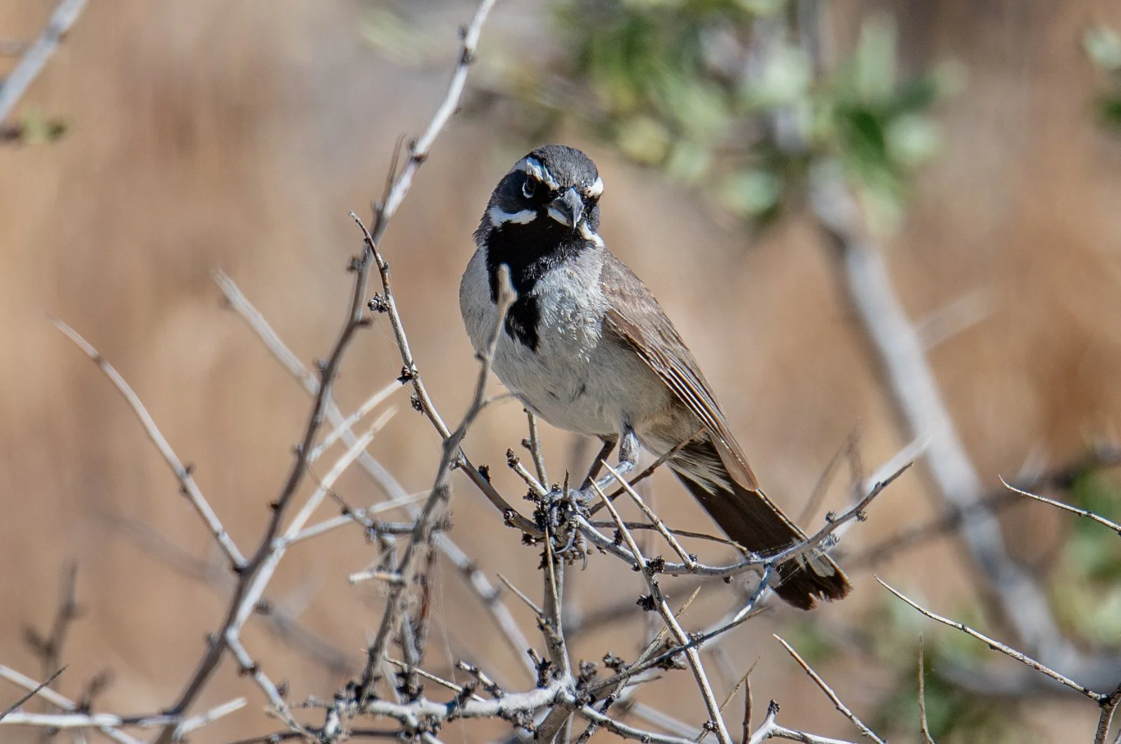 Black-throated Sparrow (Amphispiza bilineata)