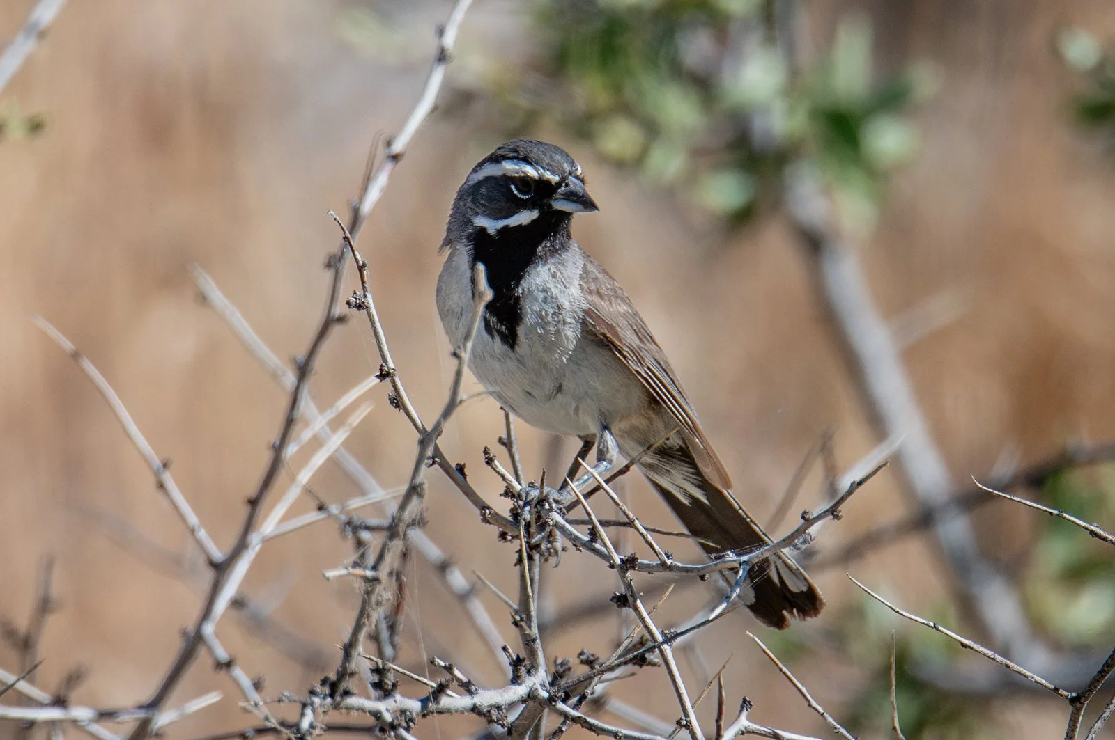 Black-throated Sparrow (Amphispiza bilineata)