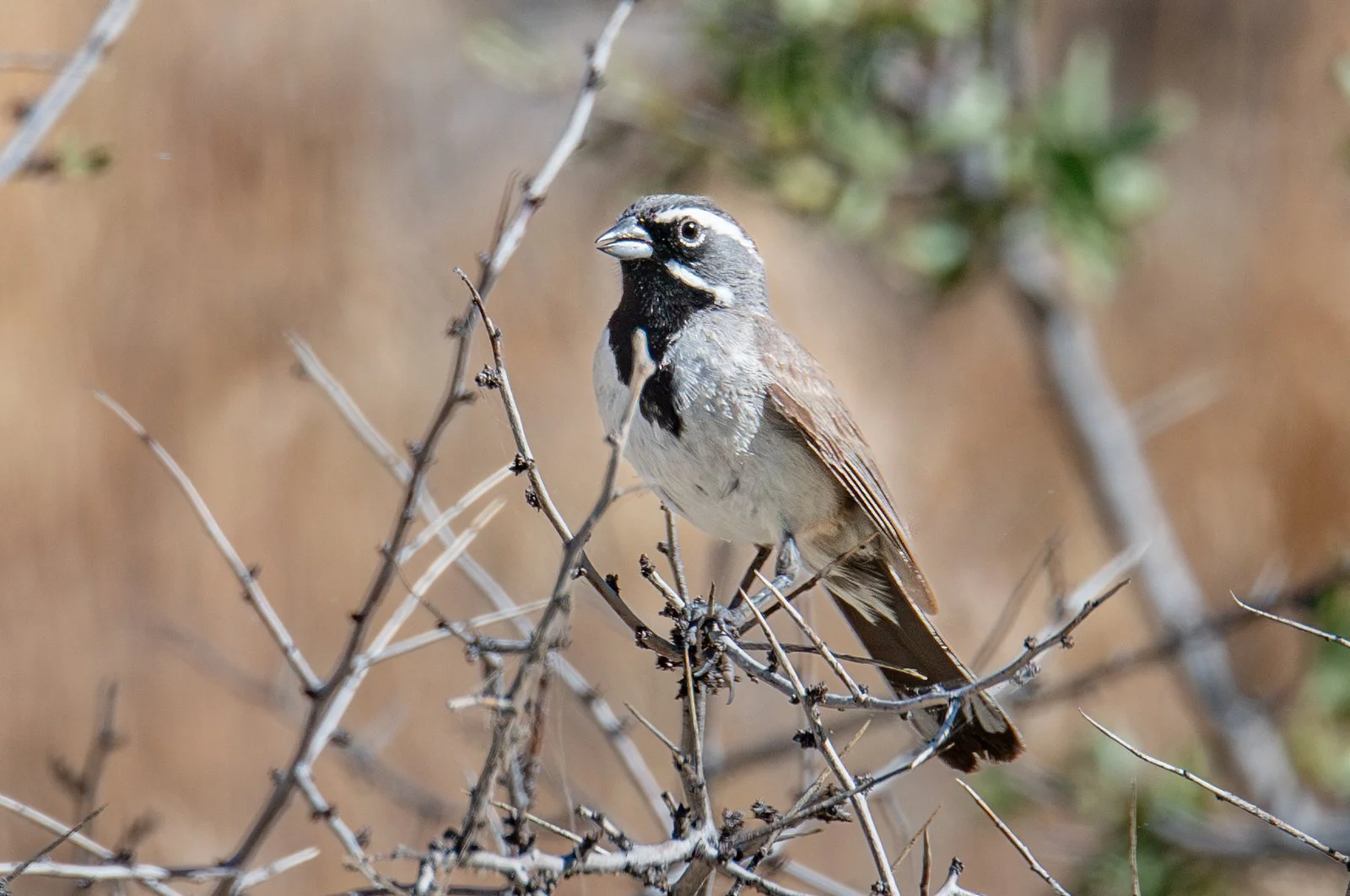 Black-throated Sparrow (Amphispiza bilineata)