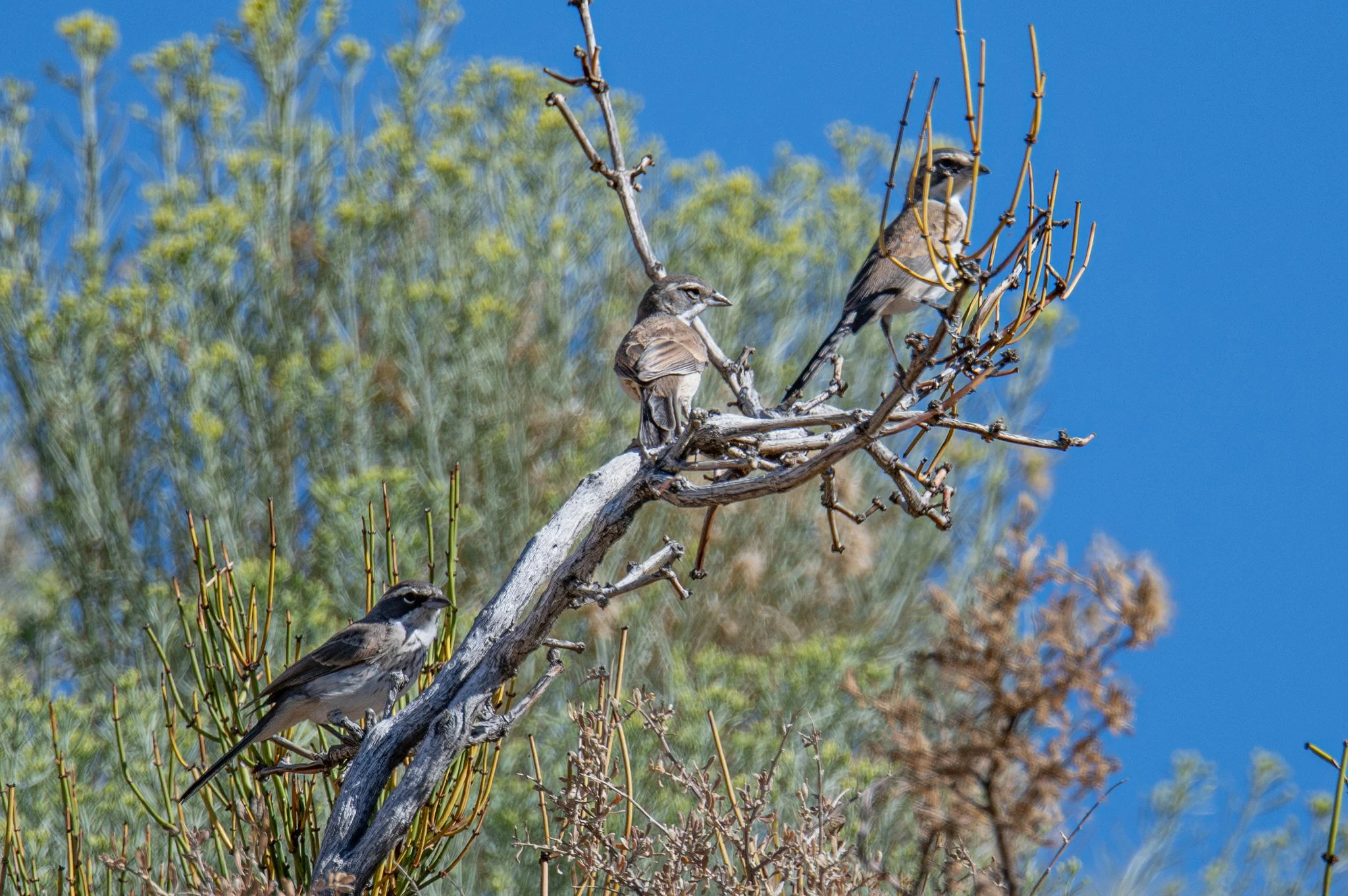 Black-throated Sparrow (Amphispiza bilineata)