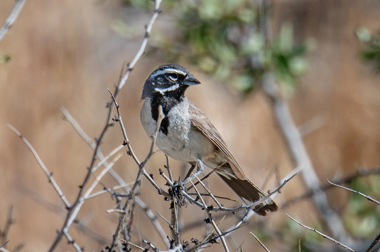 Black-throated Sparrow (Amphispiza bilineata)