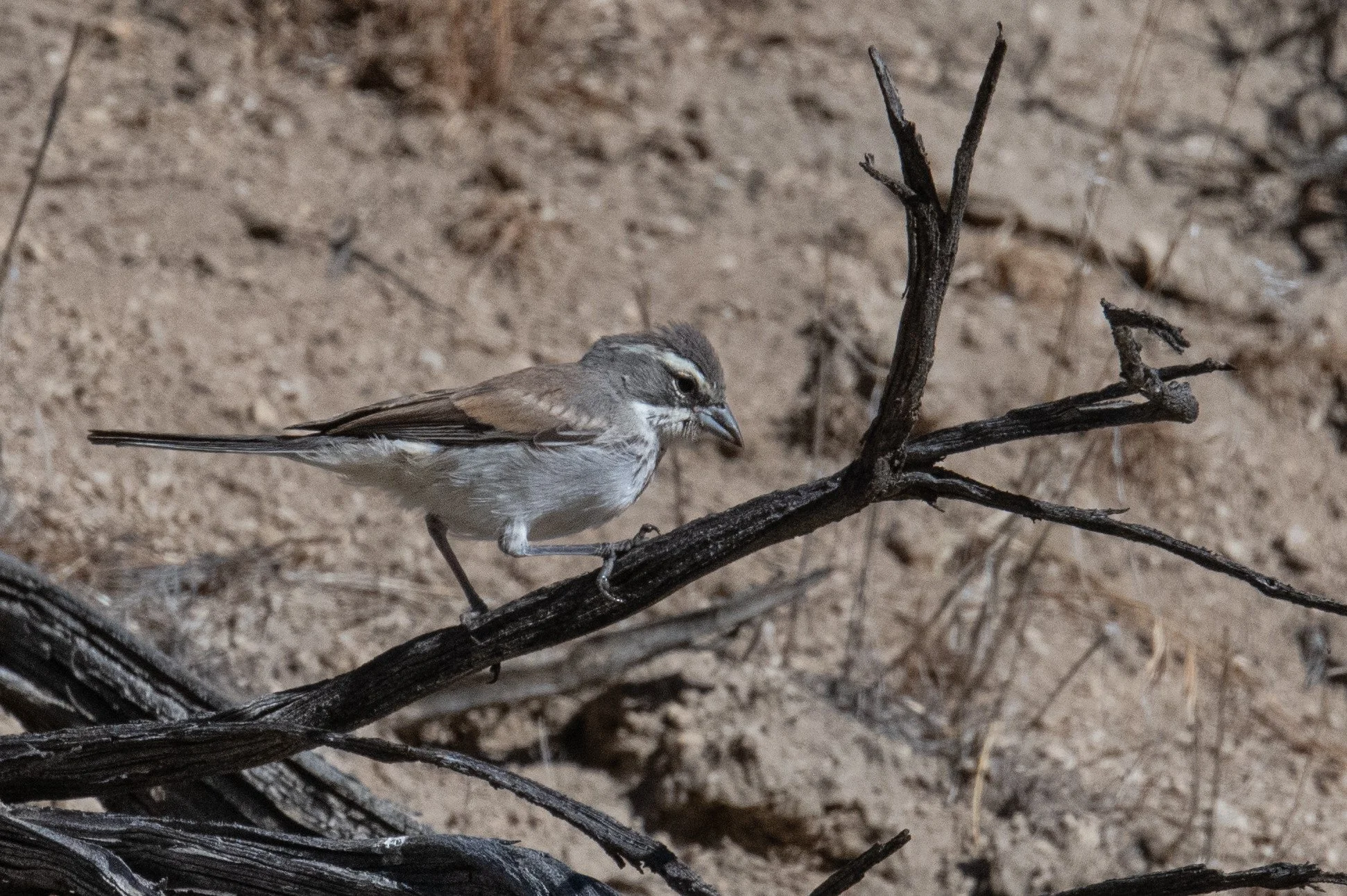 Black-throated Sparrow (Amphispiza bilineata)