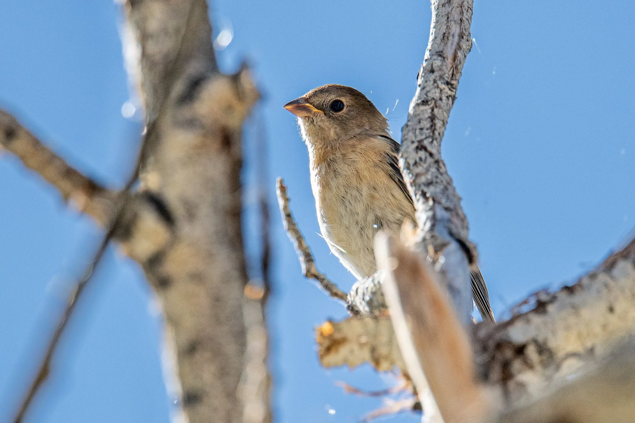 Lazuli Bunting (Passerina amoena)