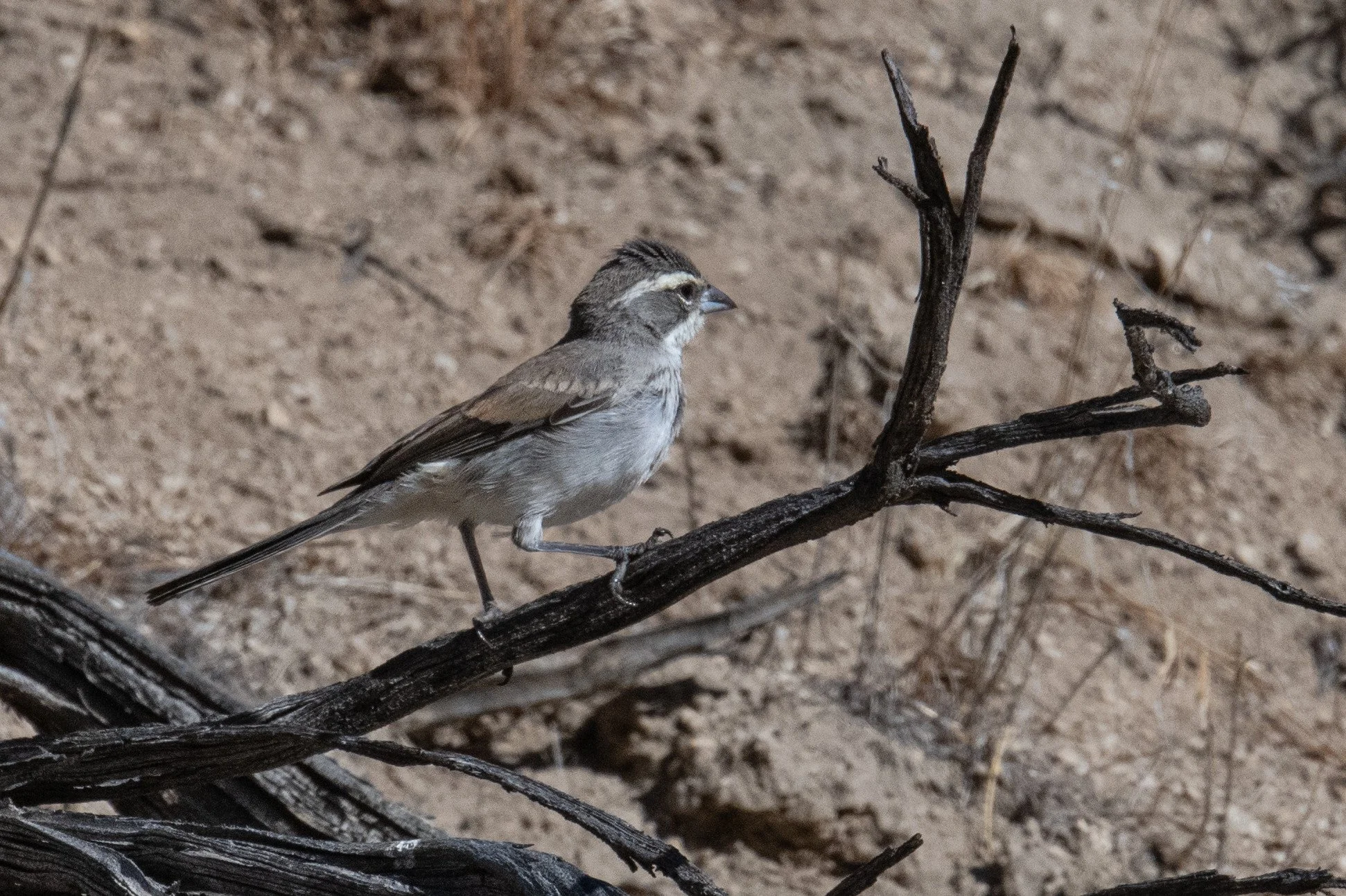 Black-throated Sparrow (Amphispiza bilineata)