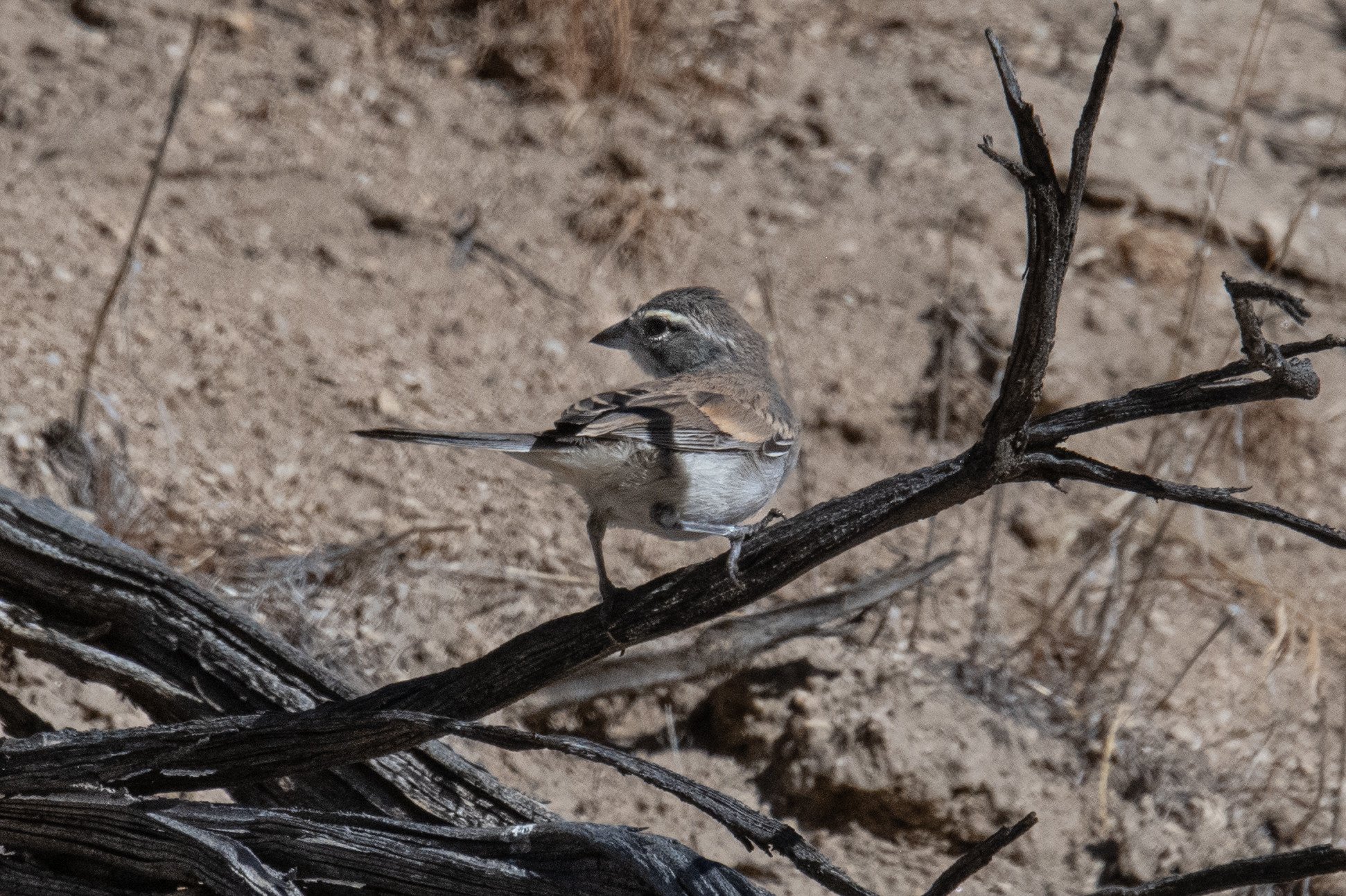 Black-throated Sparrow (Amphispiza bilineata)