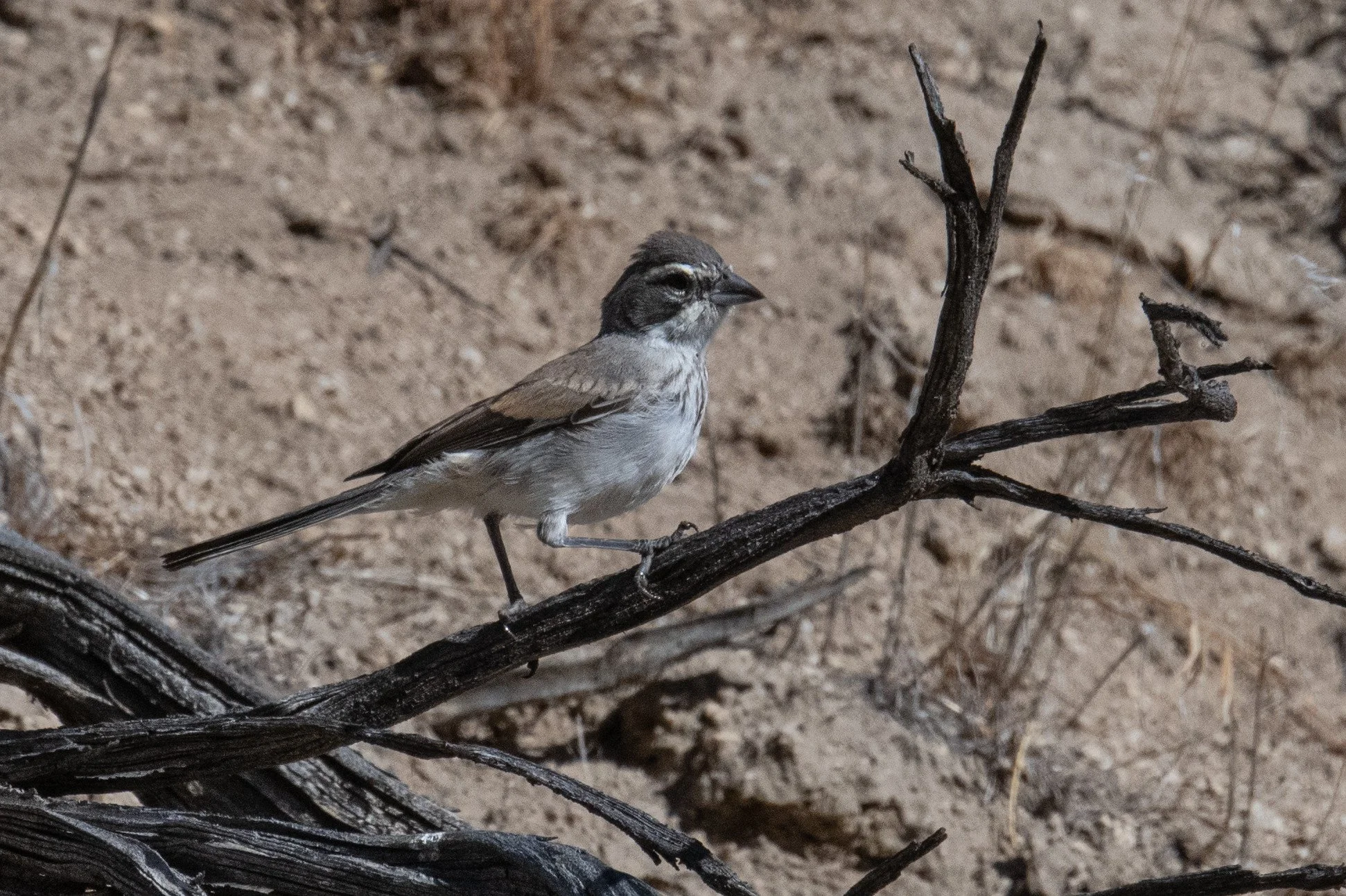 Black-throated Sparrow (Amphispiza bilineata)