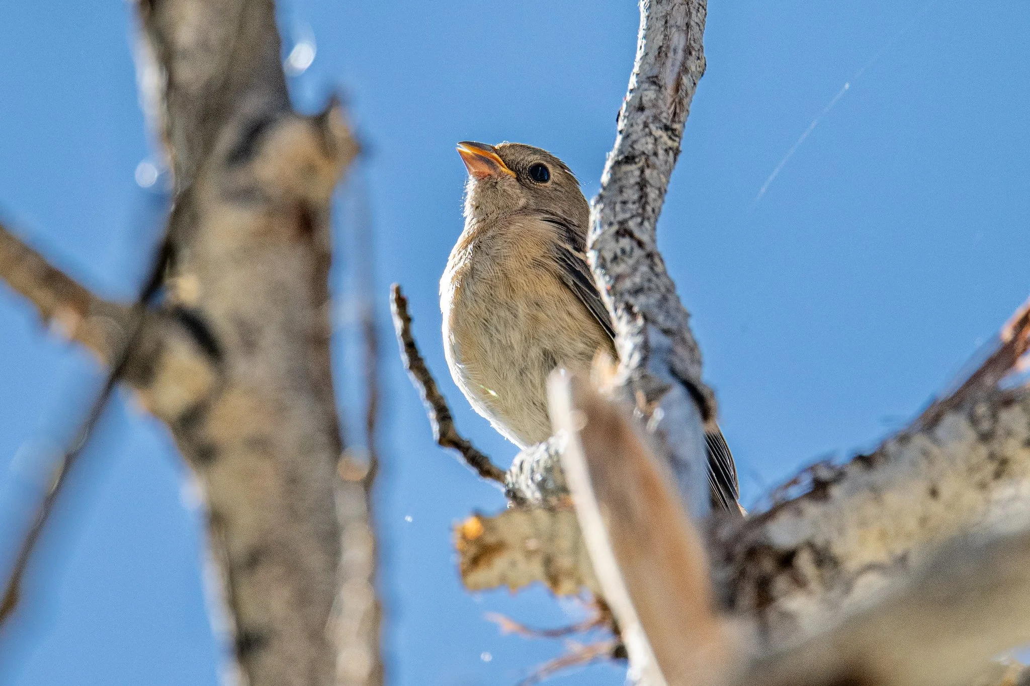 Lazuli Bunting (Passerina amoena)