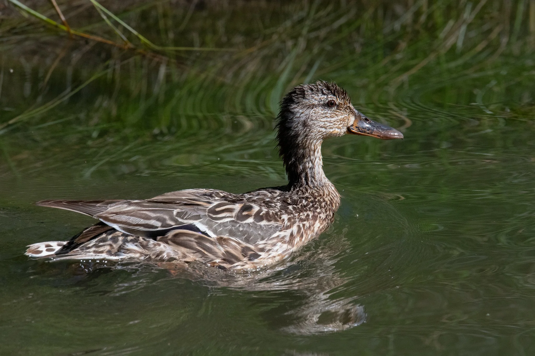Mallard (Anas platyrhynchos)