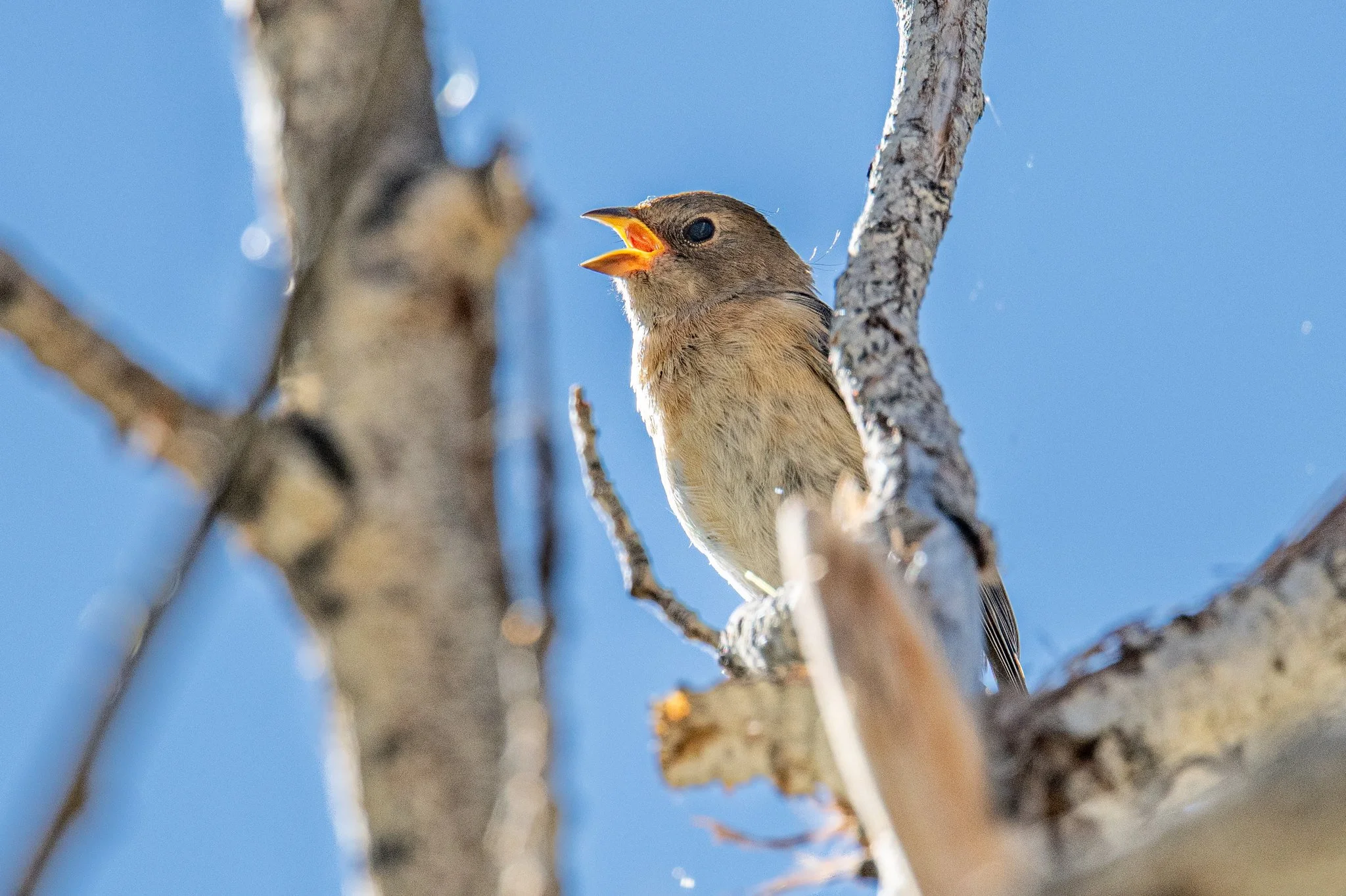 Lazuli Bunting (Passerina amoena)