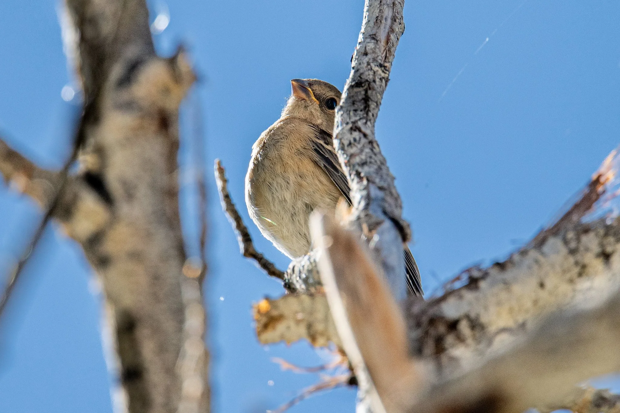 Lazuli Bunting (Passerina amoena)