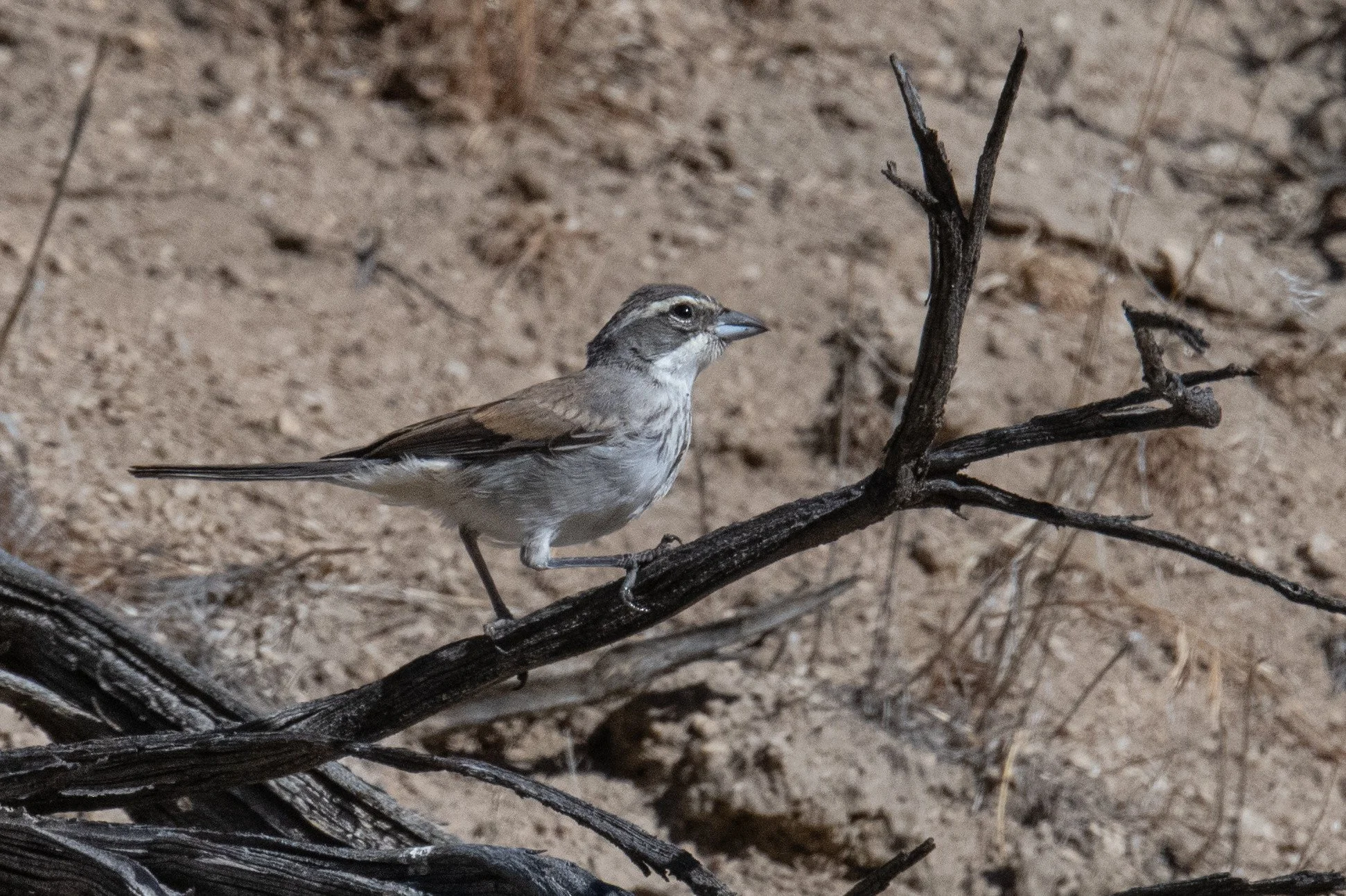 Black-throated Sparrow (Amphispiza bilineata)