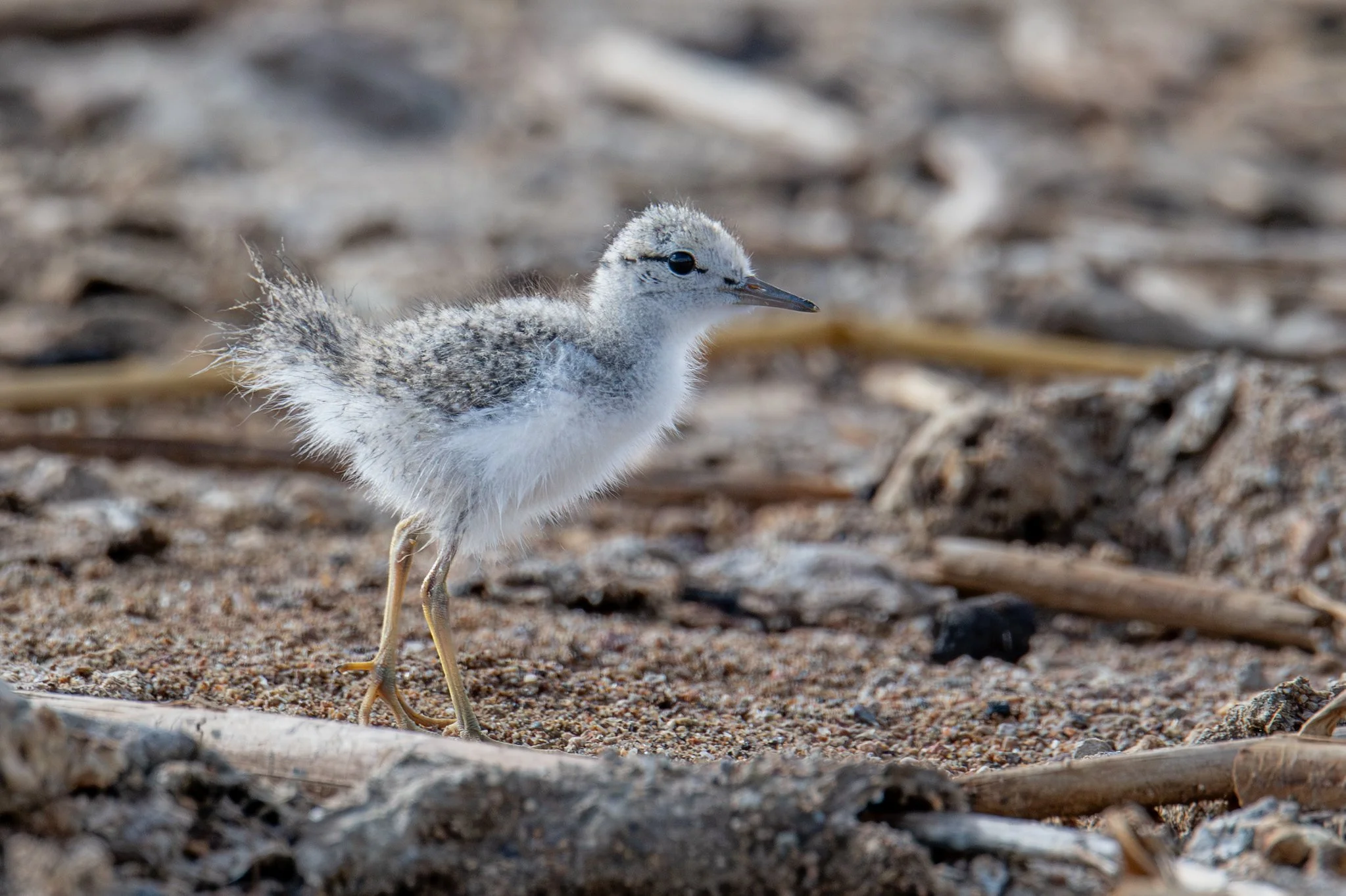 Spotted Sandpiper (Actitis macularius)