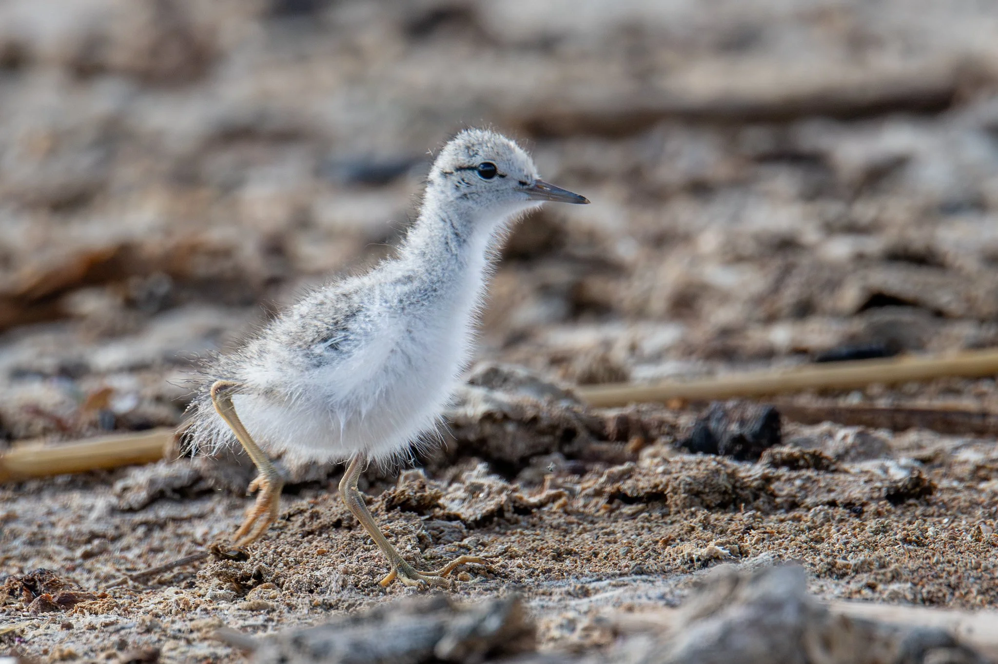 Spotted Sandpiper (Actitis macularius)