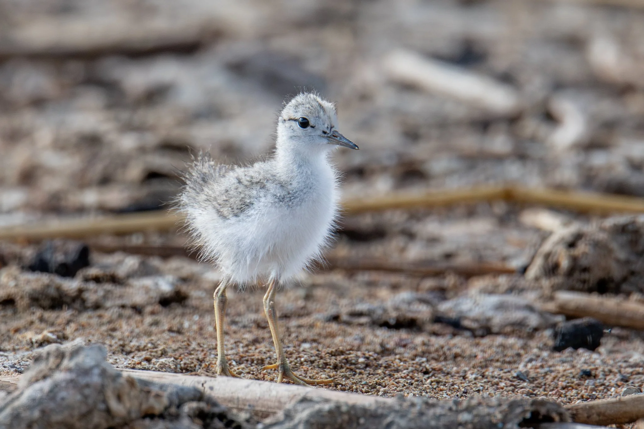 Spotted Sandpiper (Actitis macularius)