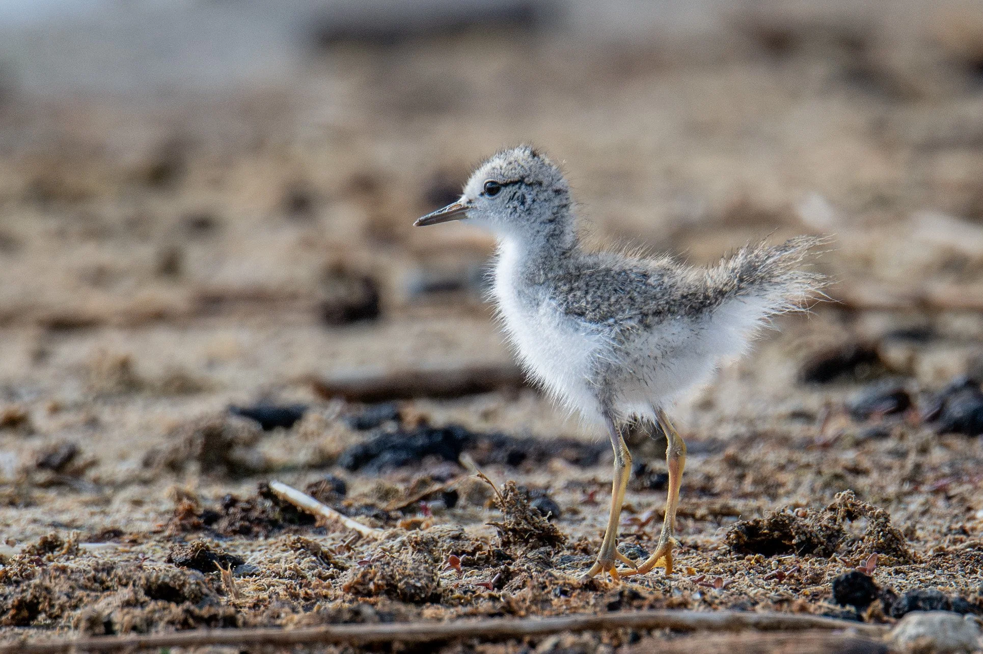 Spotted Sandpiper (Actitis macularius)