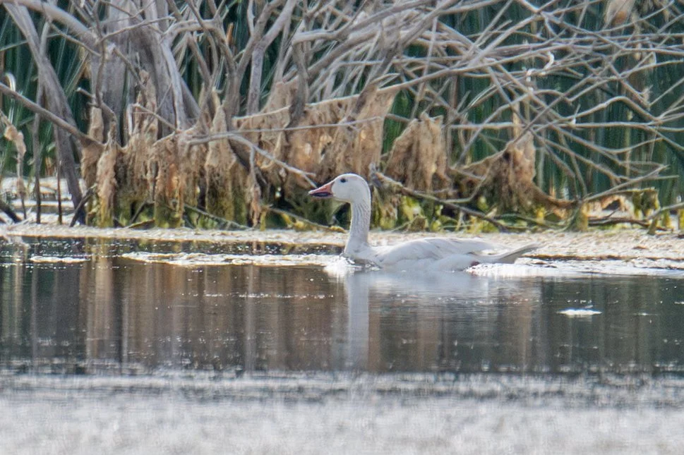 Snow Goose (Anser caerulescens)