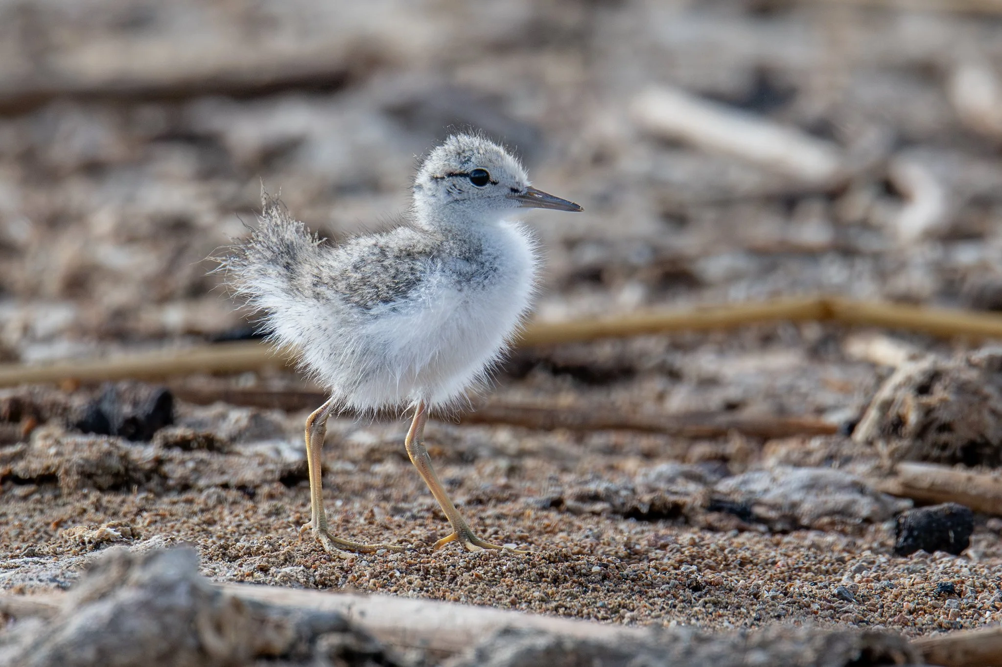 Spotted Sandpiper (Actitis macularius)