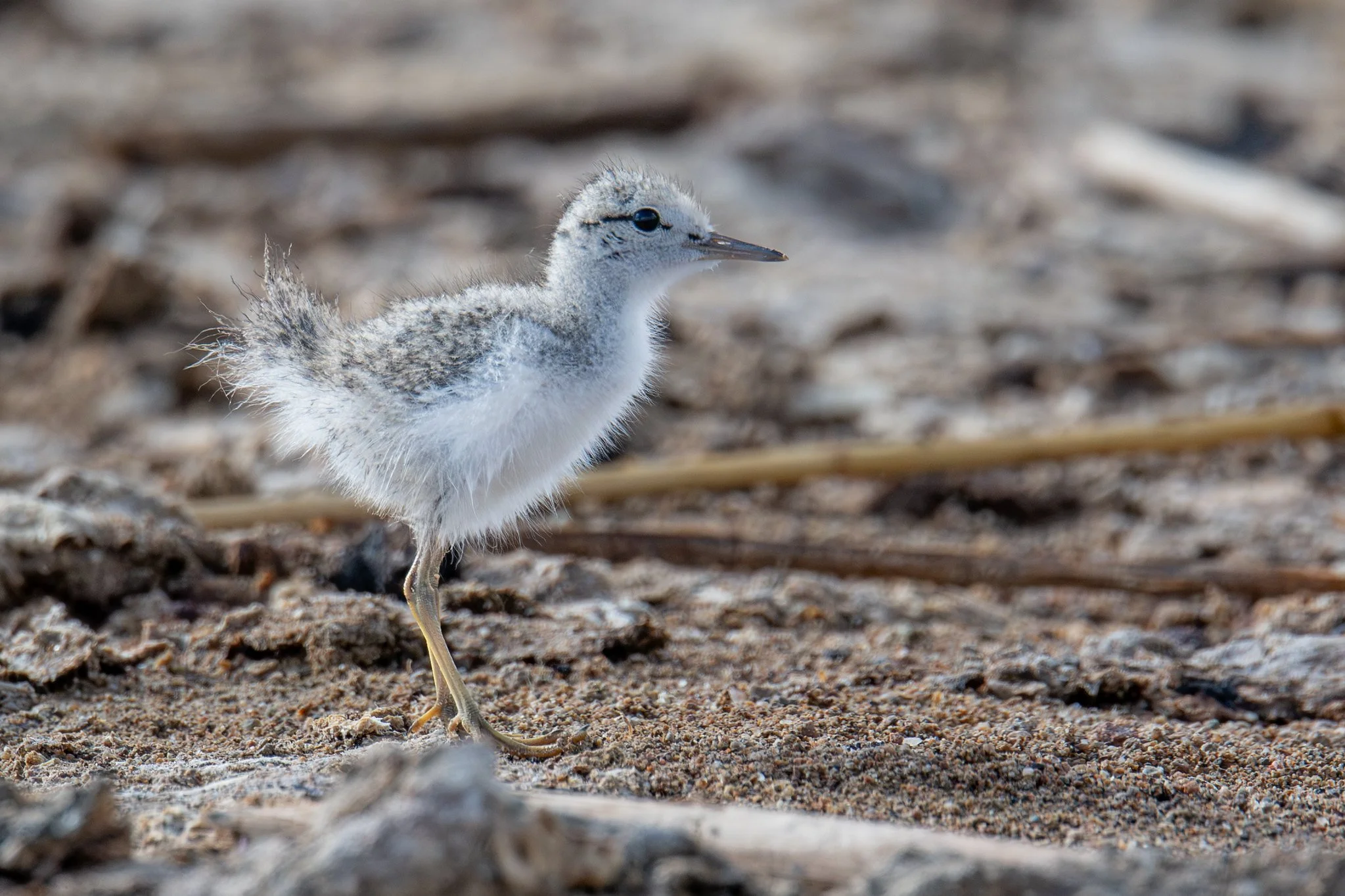 Spotted Sandpiper (Actitis macularius)