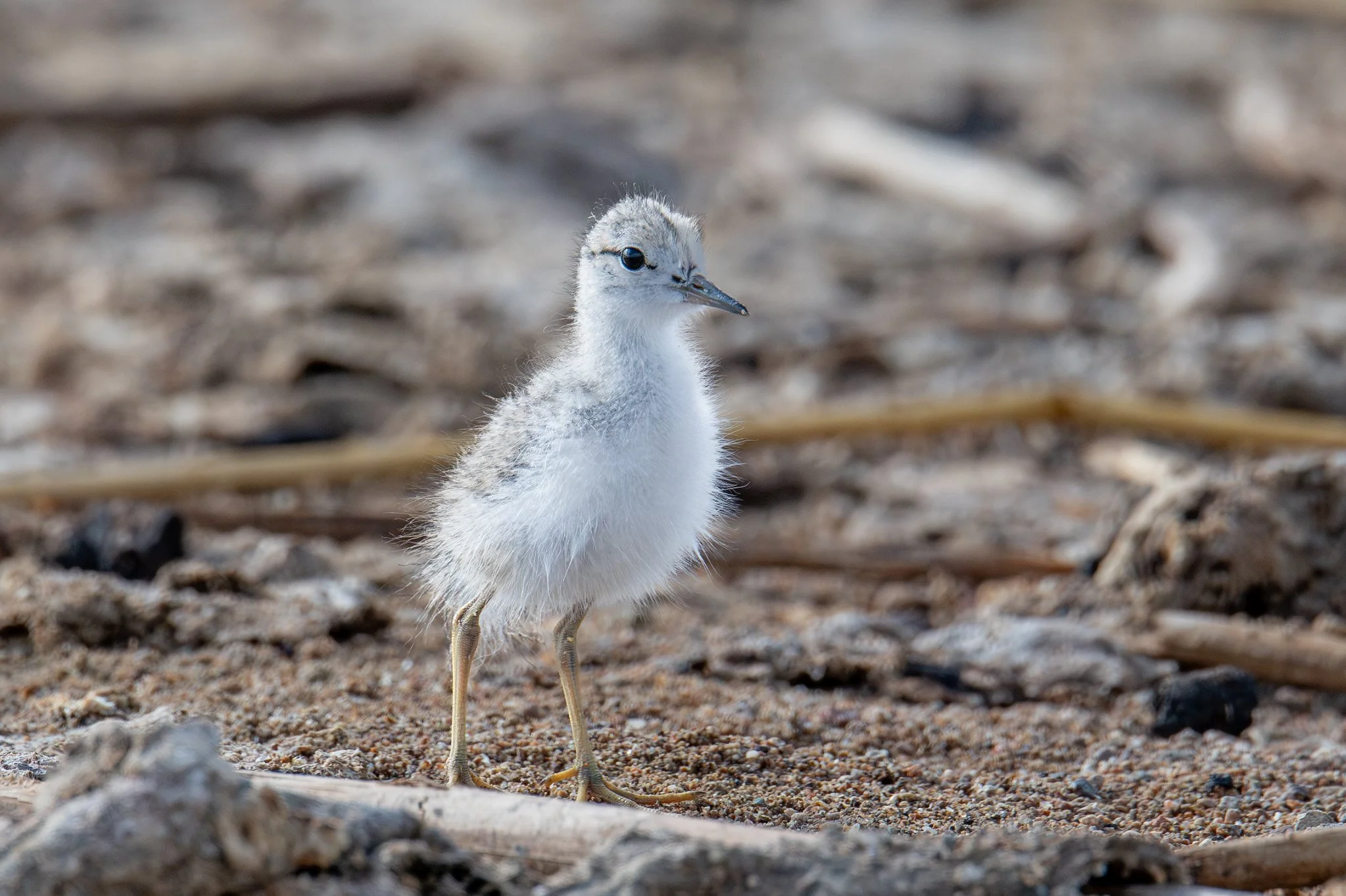 Spotted Sandpiper (Actitis macularius)