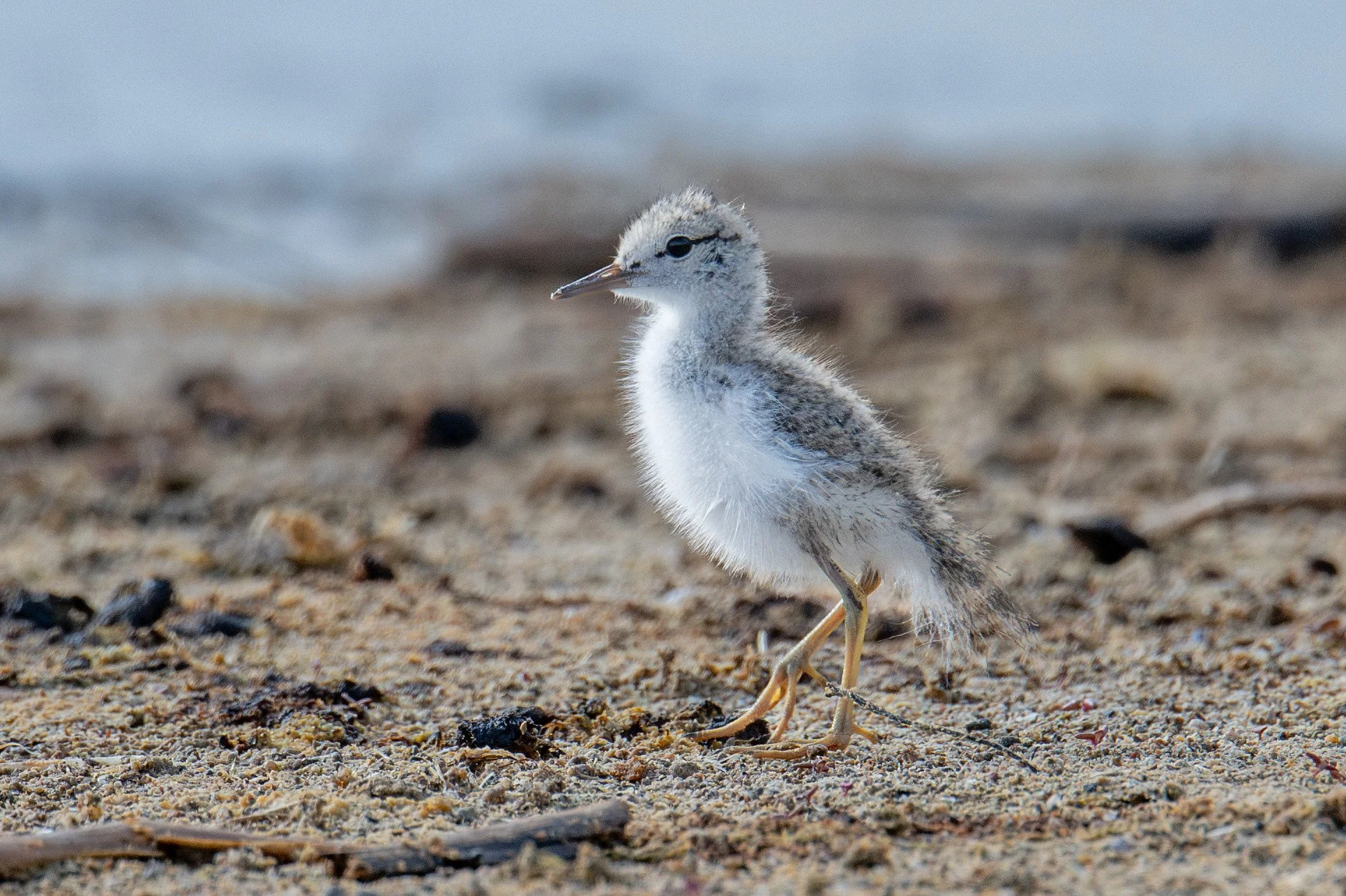 Spotted Sandpiper (Actitis macularius)