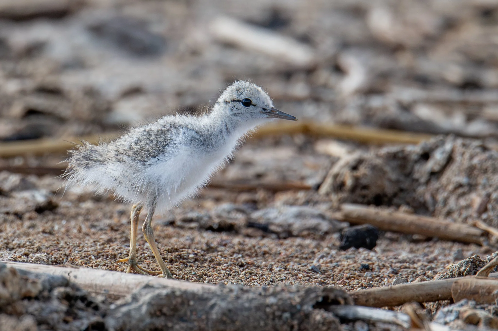 Spotted Sandpiper (Actitis macularius)
