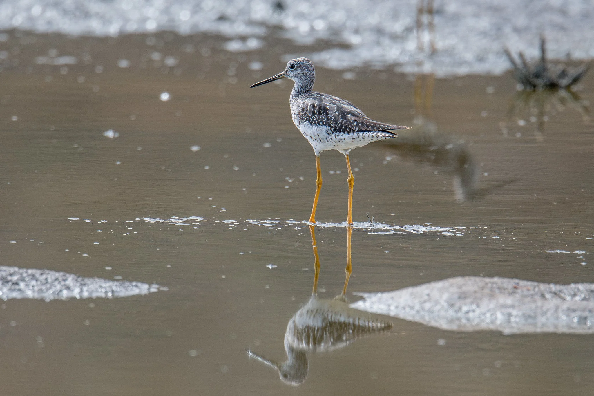 Greater Yellowlegs (Tringa melanoleuca)