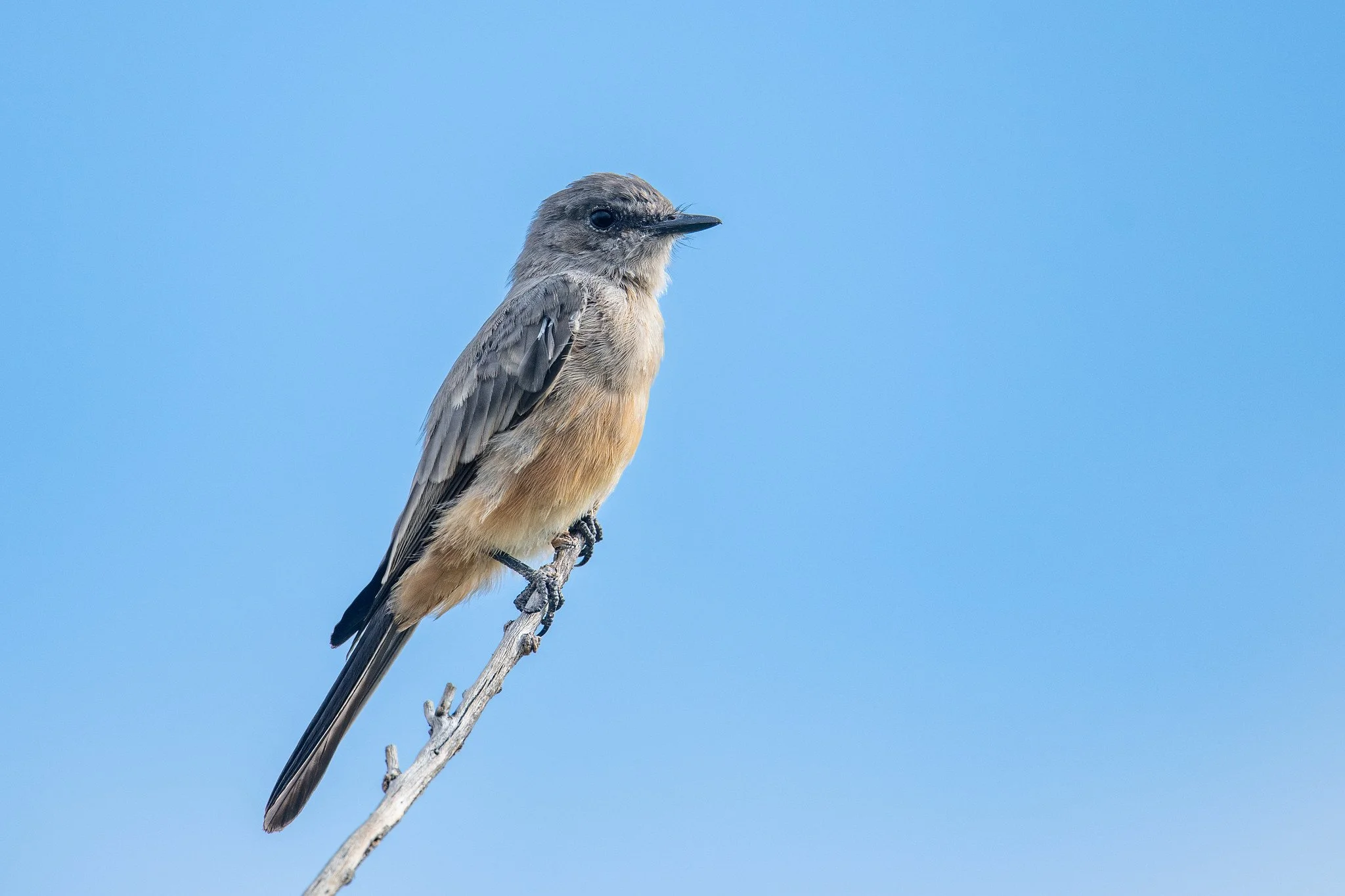 Say's Phoebe (Sayornis saya)