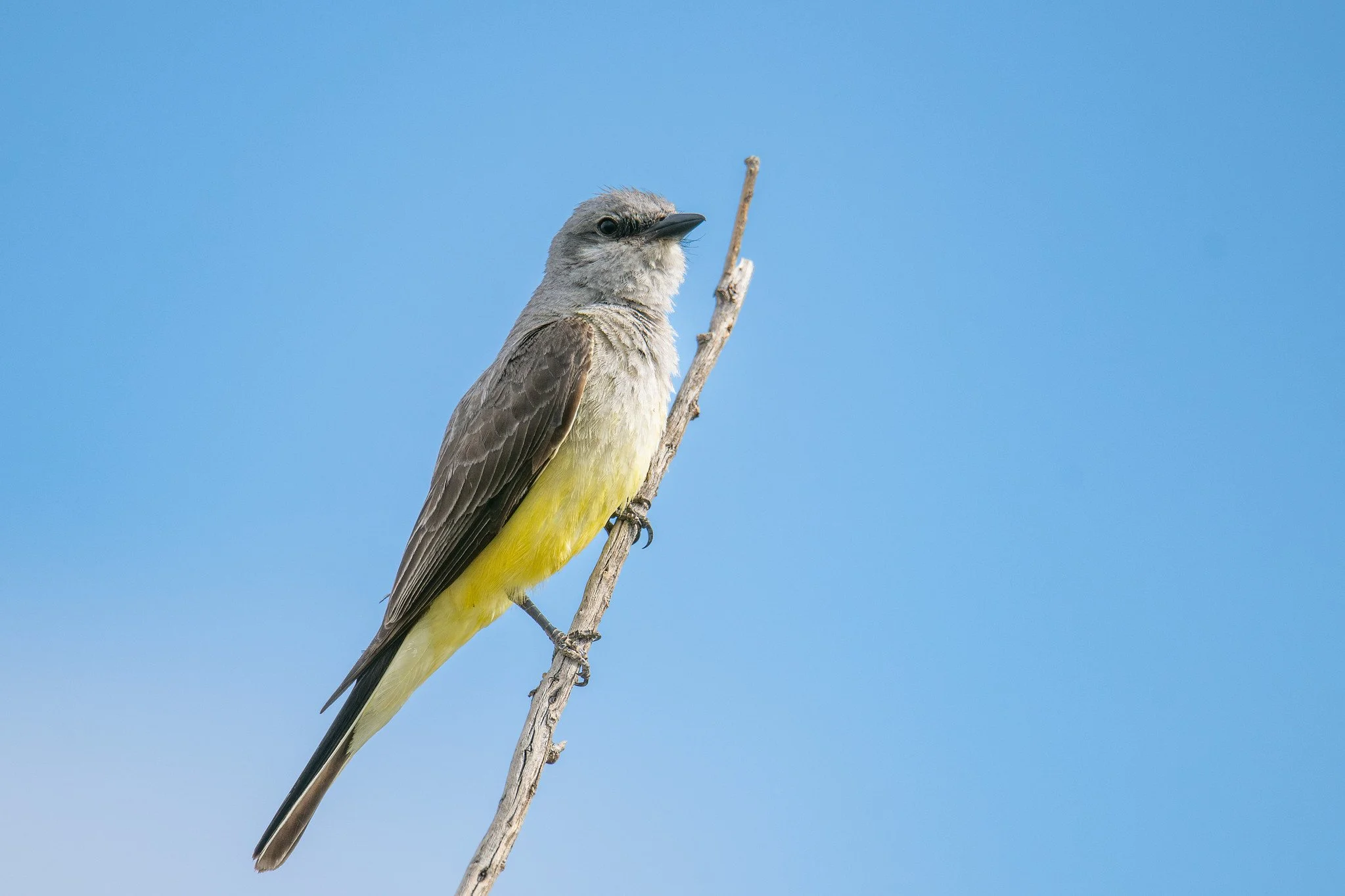 Western Kingbird (Tyrannus verticalis)