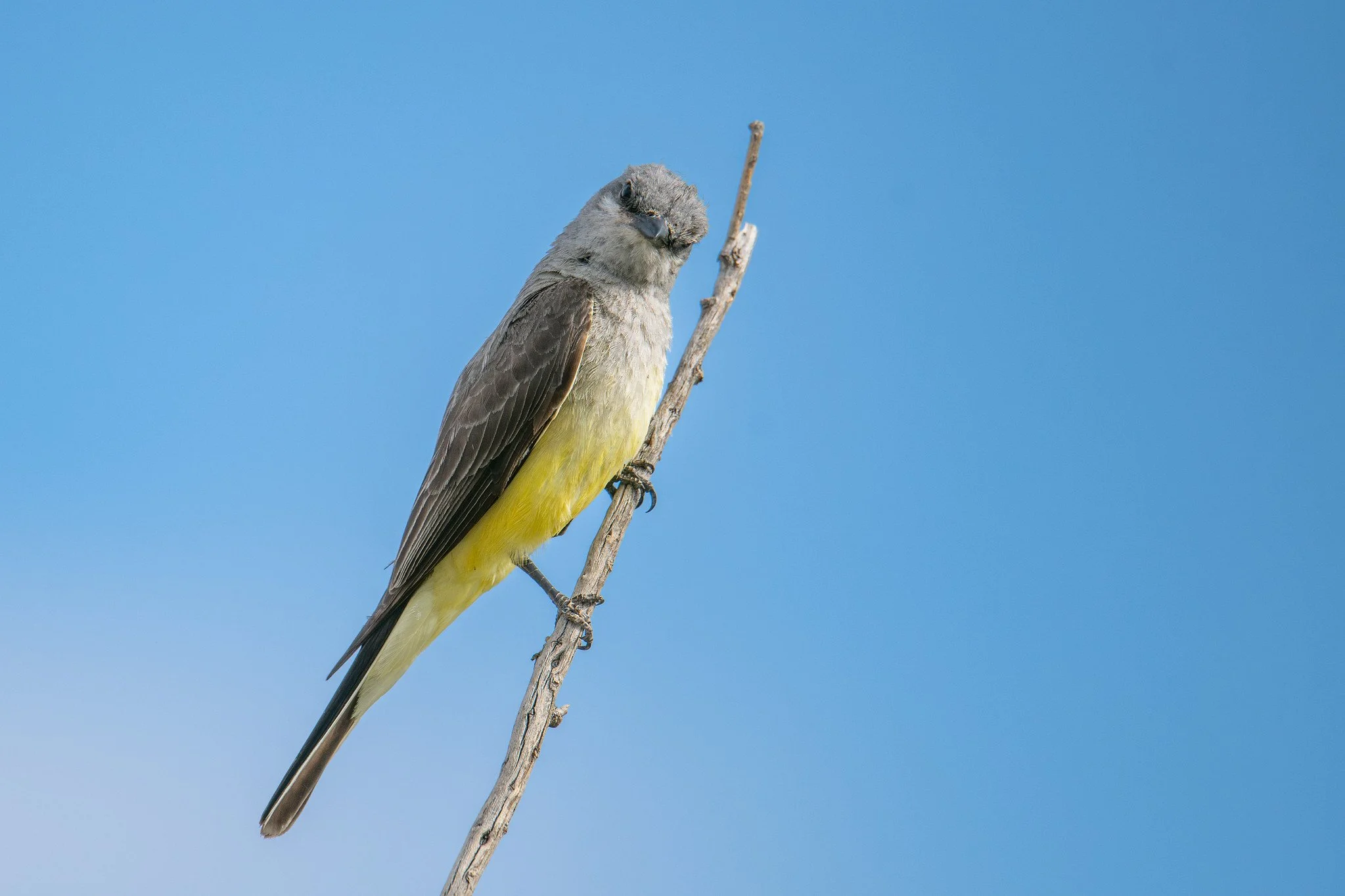 Western Kingbird (Tyrannus verticalis)