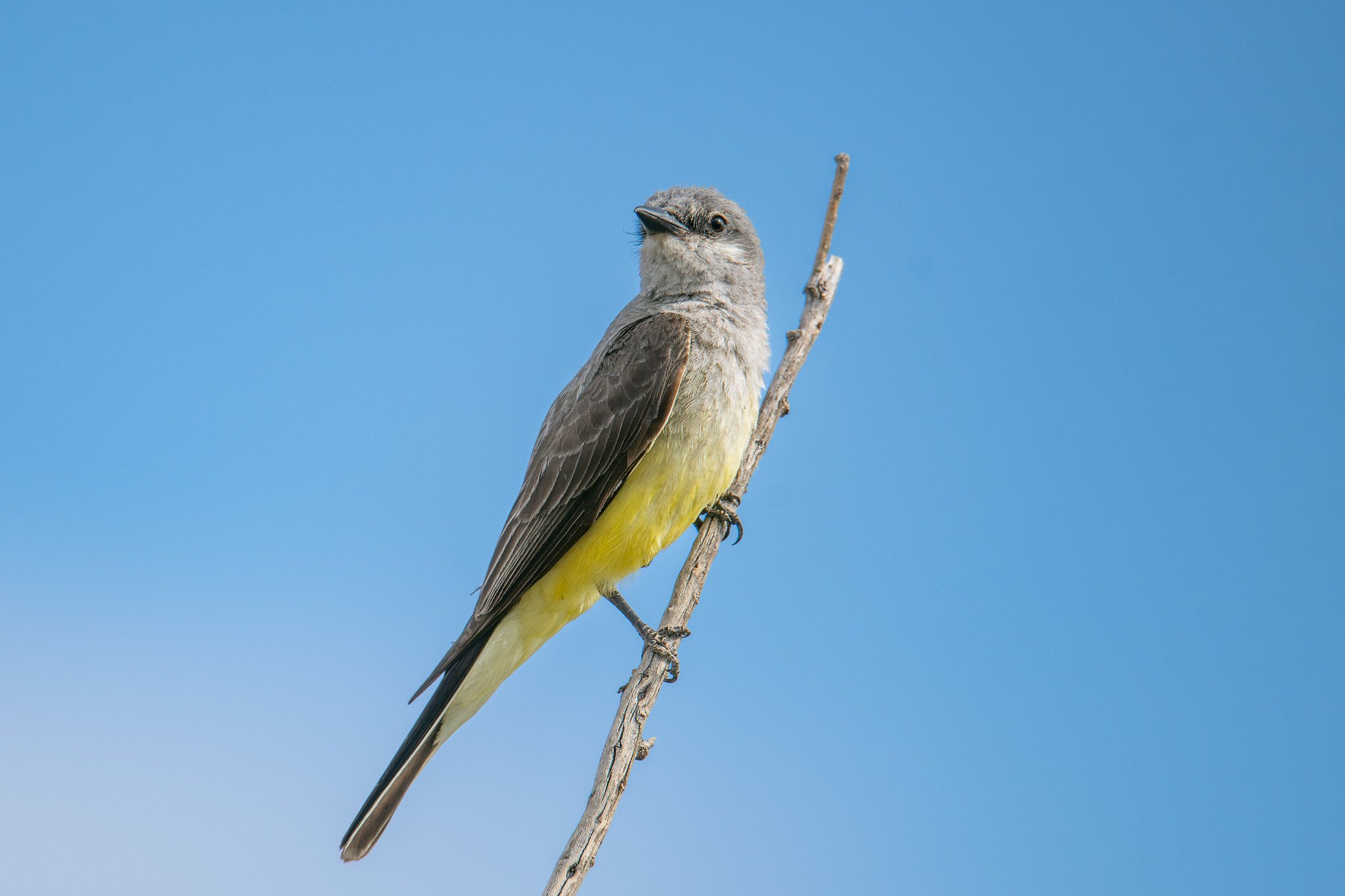 Western Kingbird (Tyrannus verticalis)
