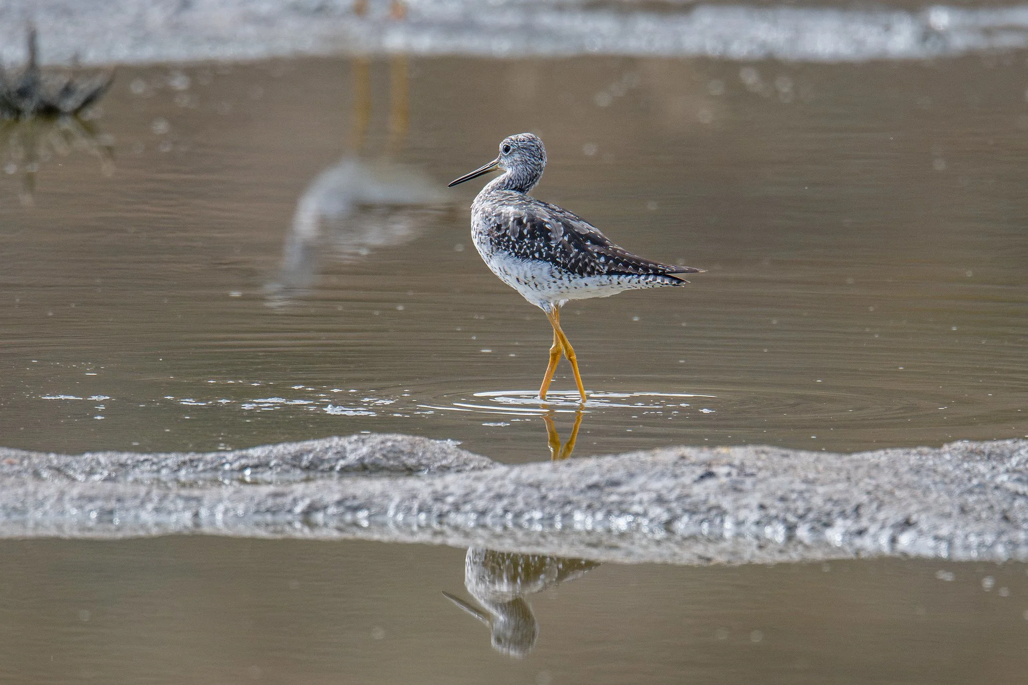 Greater Yellowlegs (Tringa melanoleuca)