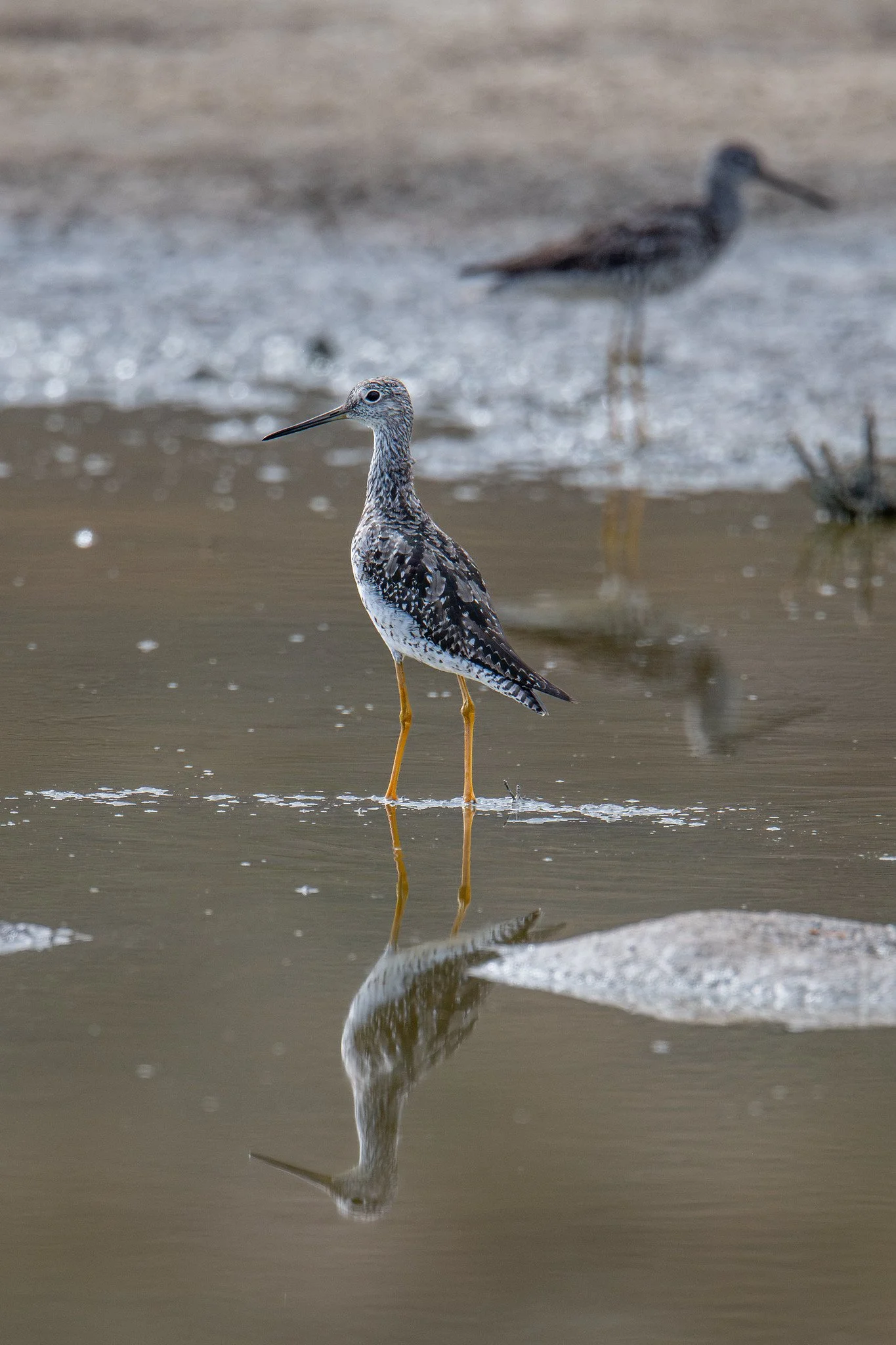 Greater Yellowlegs (Tringa melanoleuca)