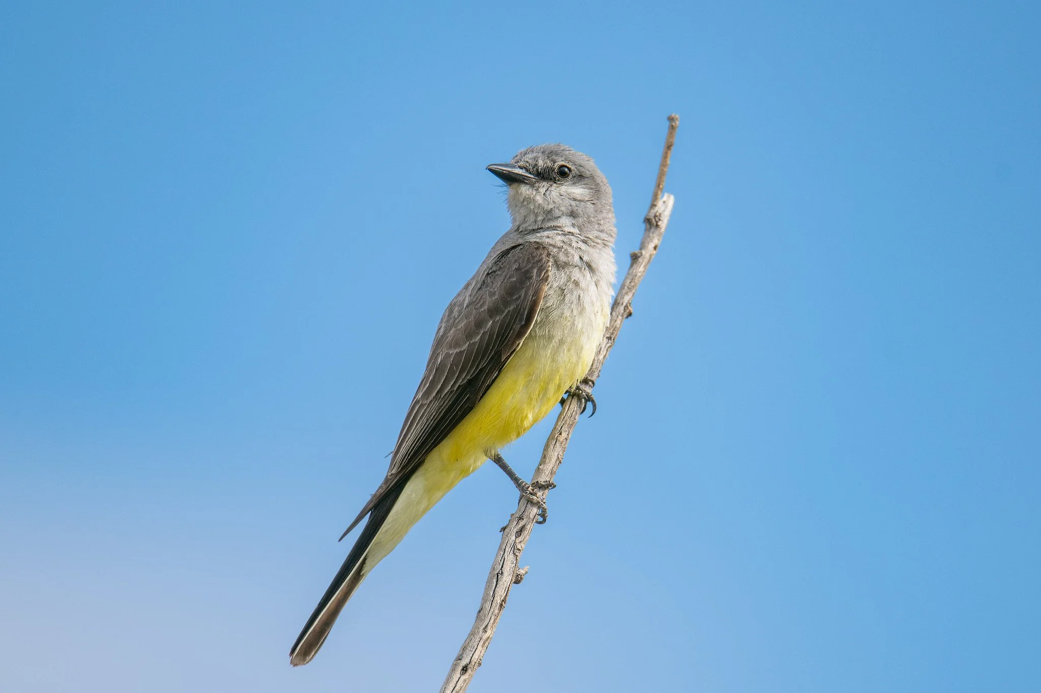 Western Kingbird (Tyrannus verticalis)