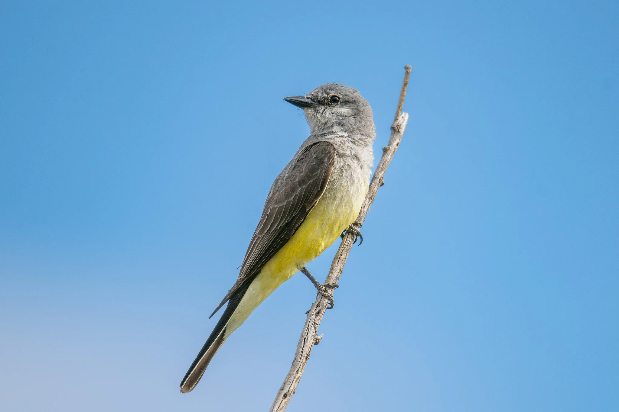 Western Kingbird (Tyrannus verticalis)