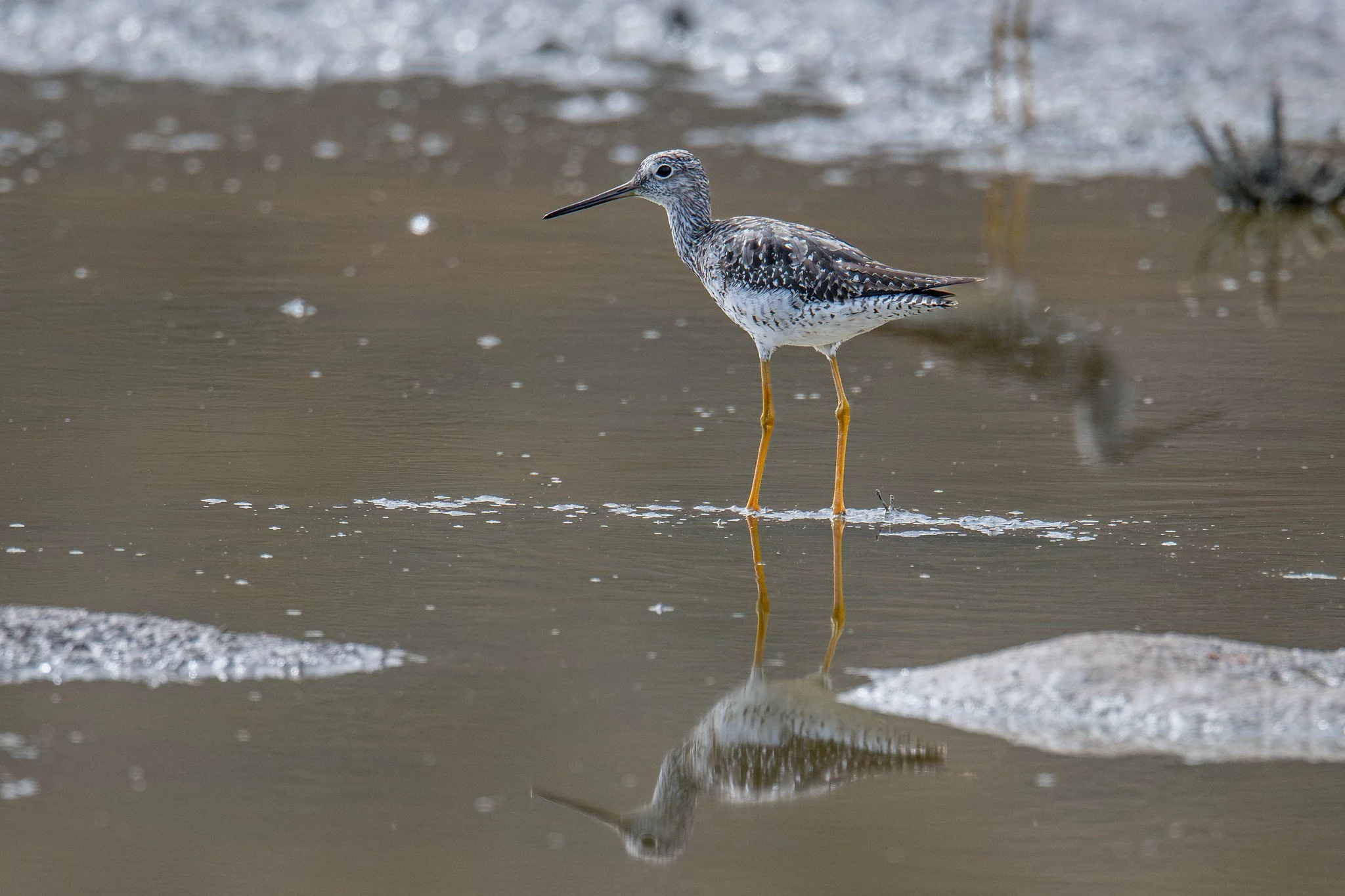 Greater Yellowlegs (Tringa melanoleuca)