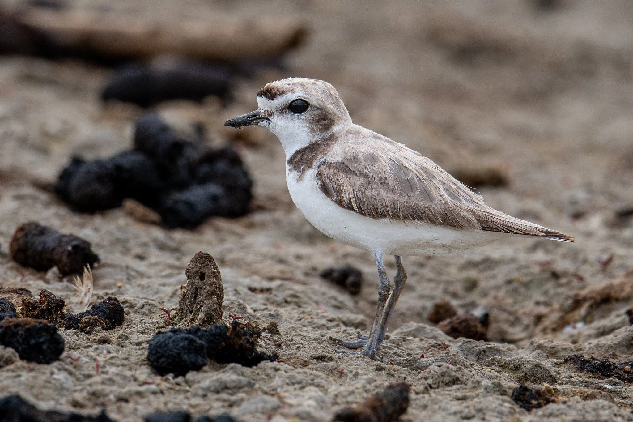 Snowy Plover (Anarhynchus nivosus)