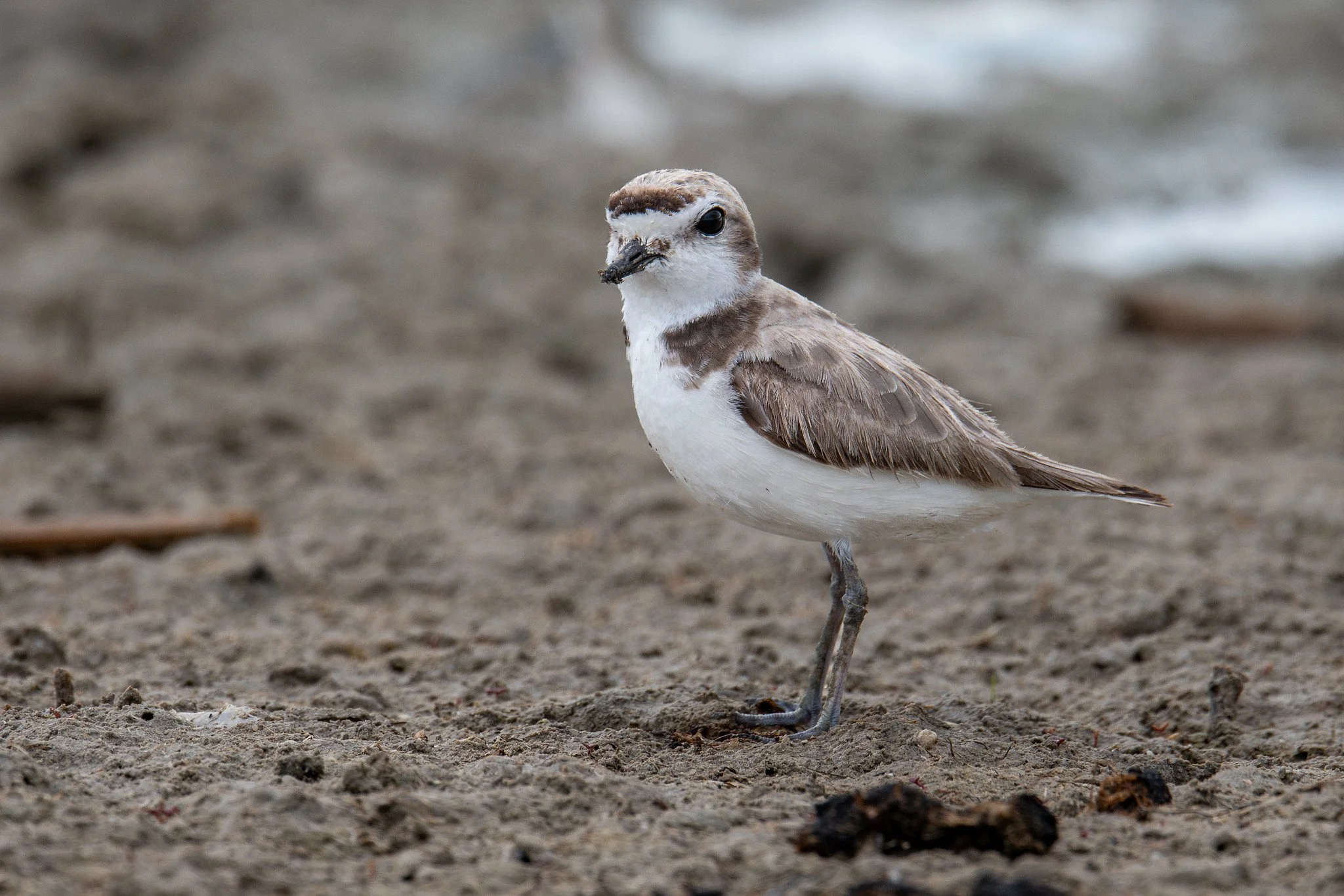 Snowy Plover (Anarhynchus nivosus)