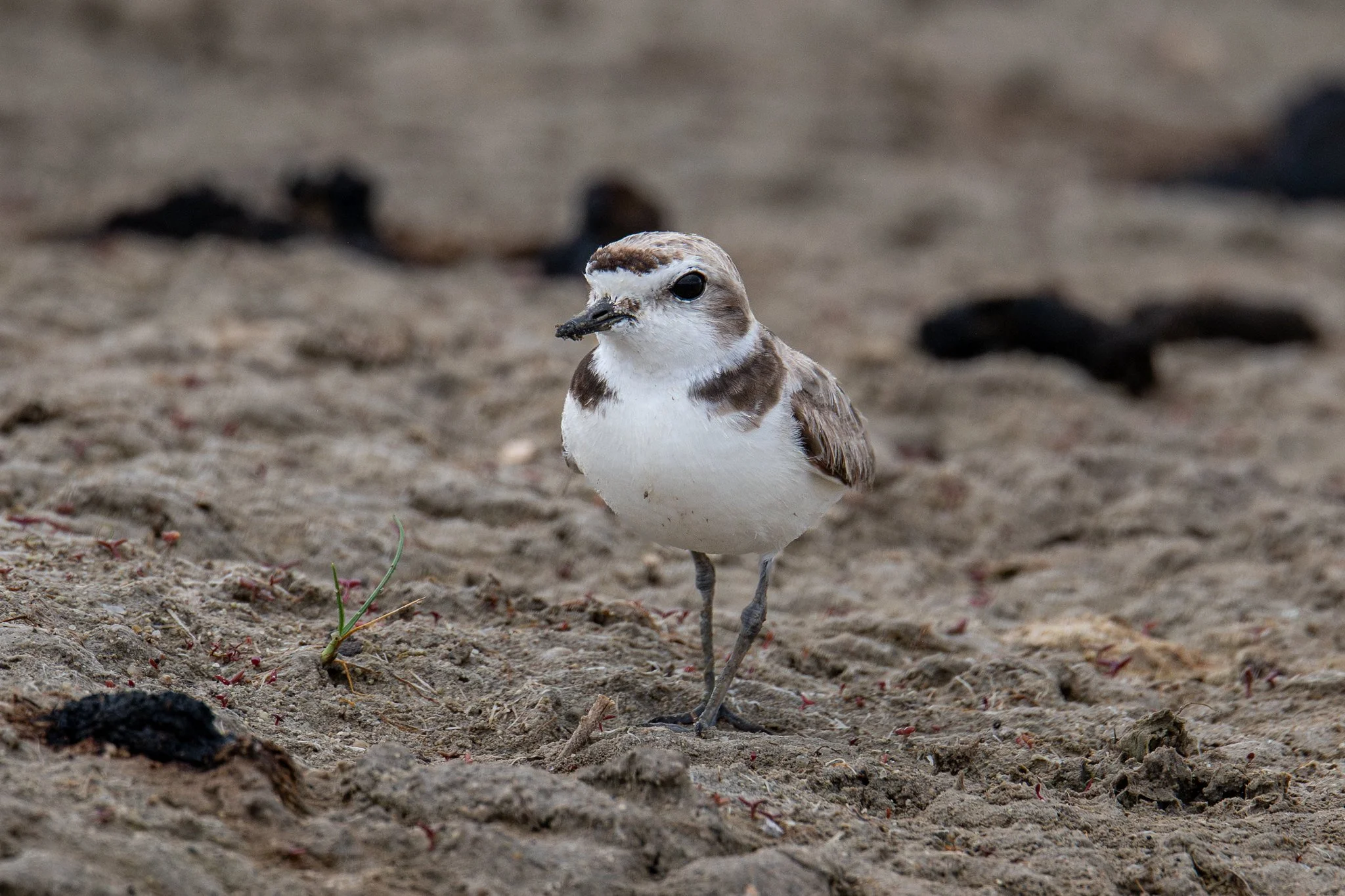Snowy Plover (Anarhynchus nivosus)