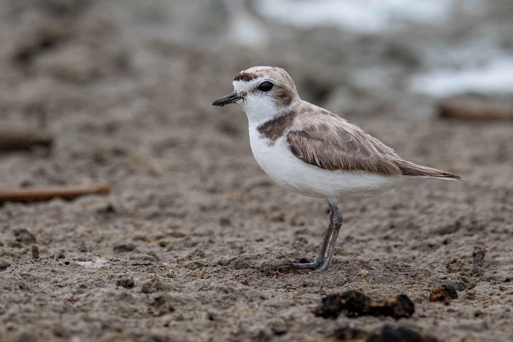 Snowy Plover (Anarhynchus nivosus)
