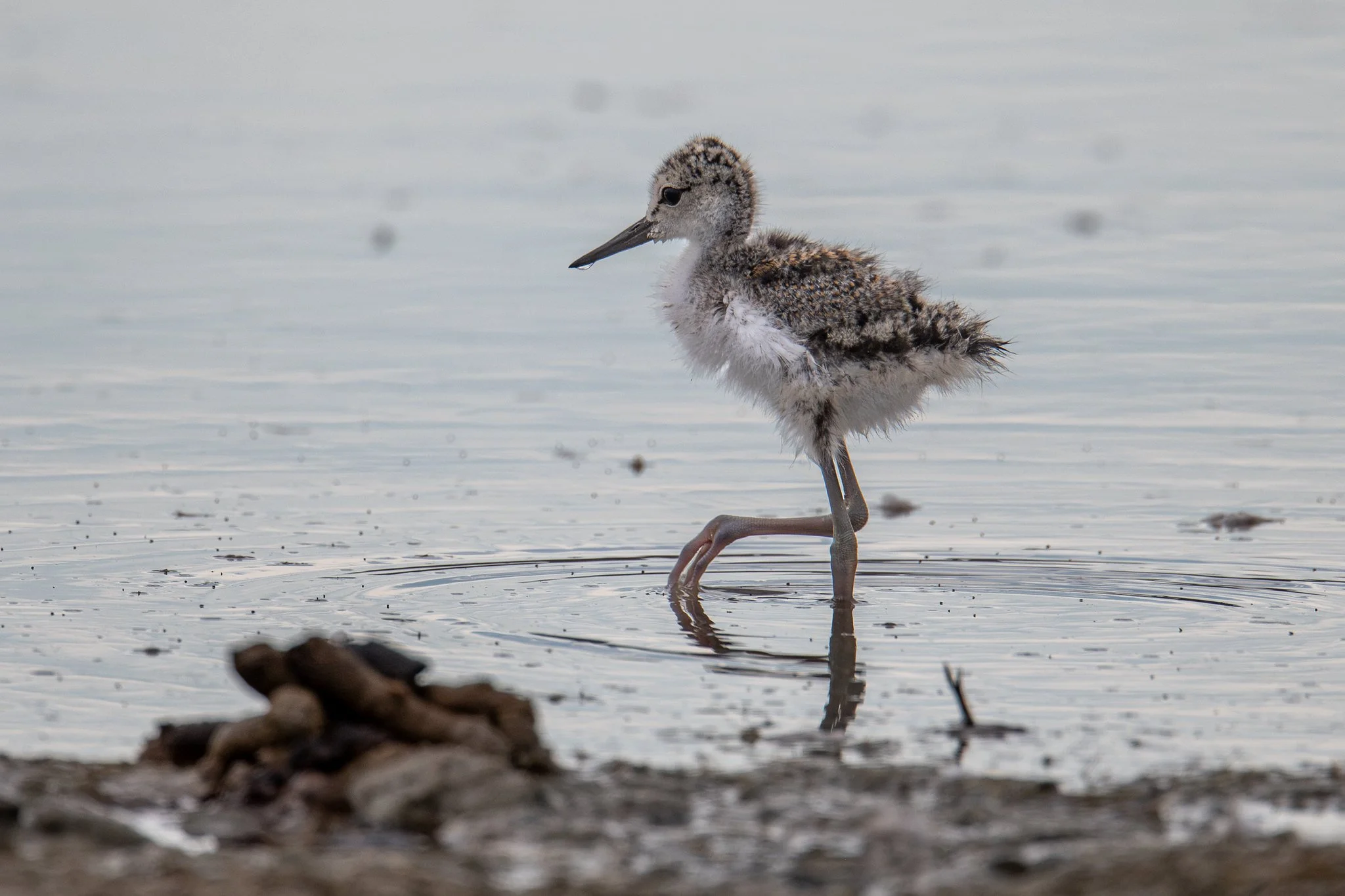 Black-necked Stilt (Himantopus mexicanus)