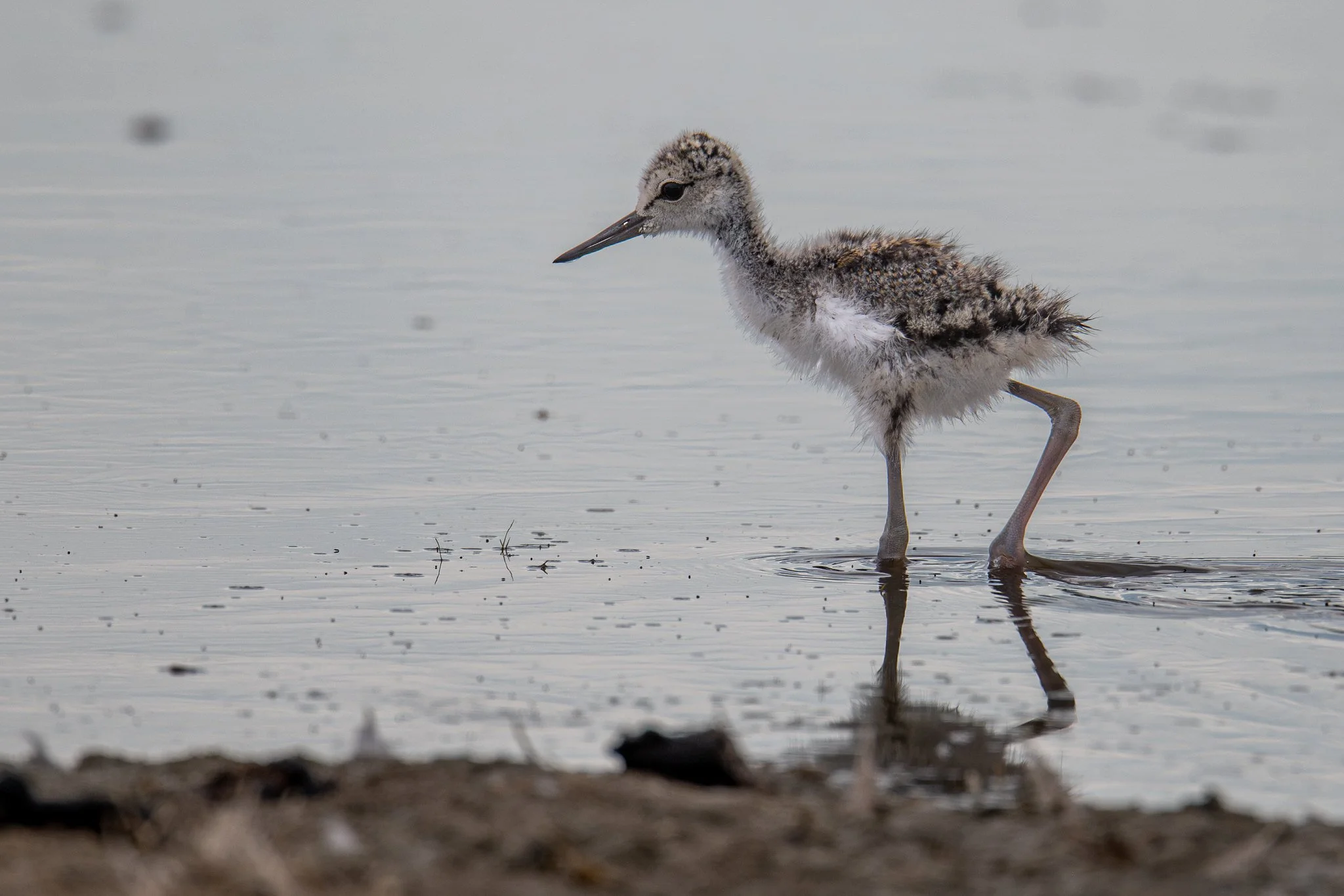 Black-necked Stilt (Himantopus mexicanus)