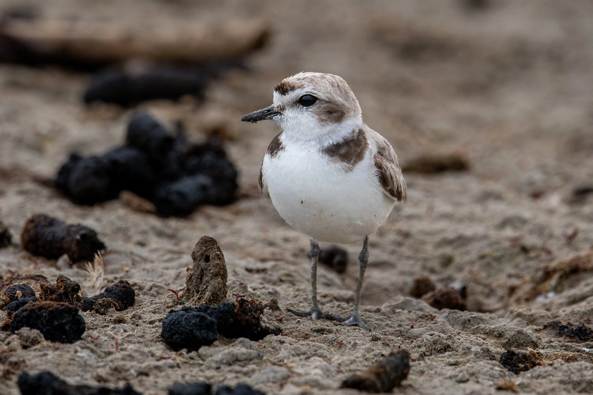 Snowy Plover (Anarhynchus nivosus)