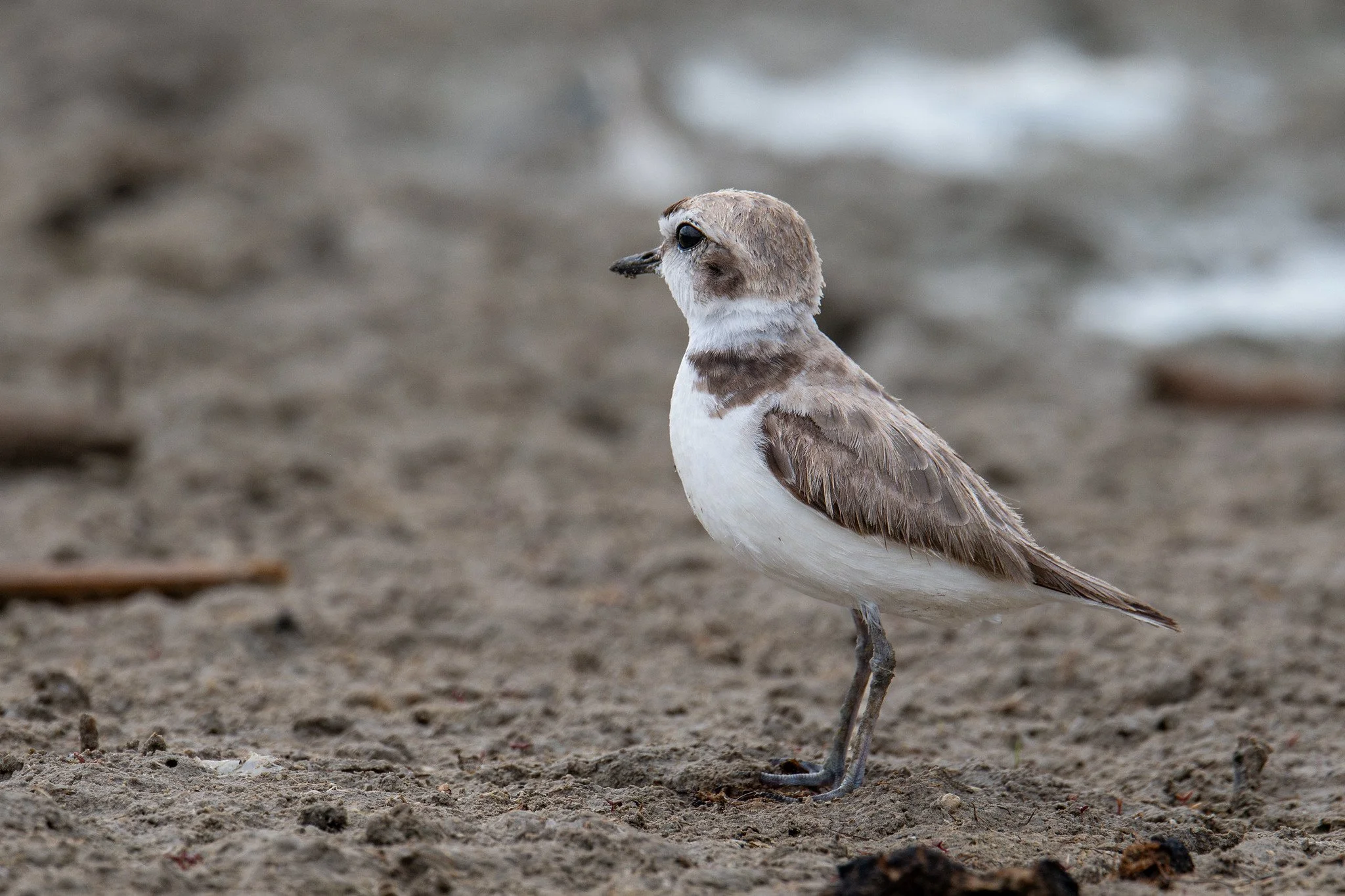 Snowy Plover (Anarhynchus nivosus)