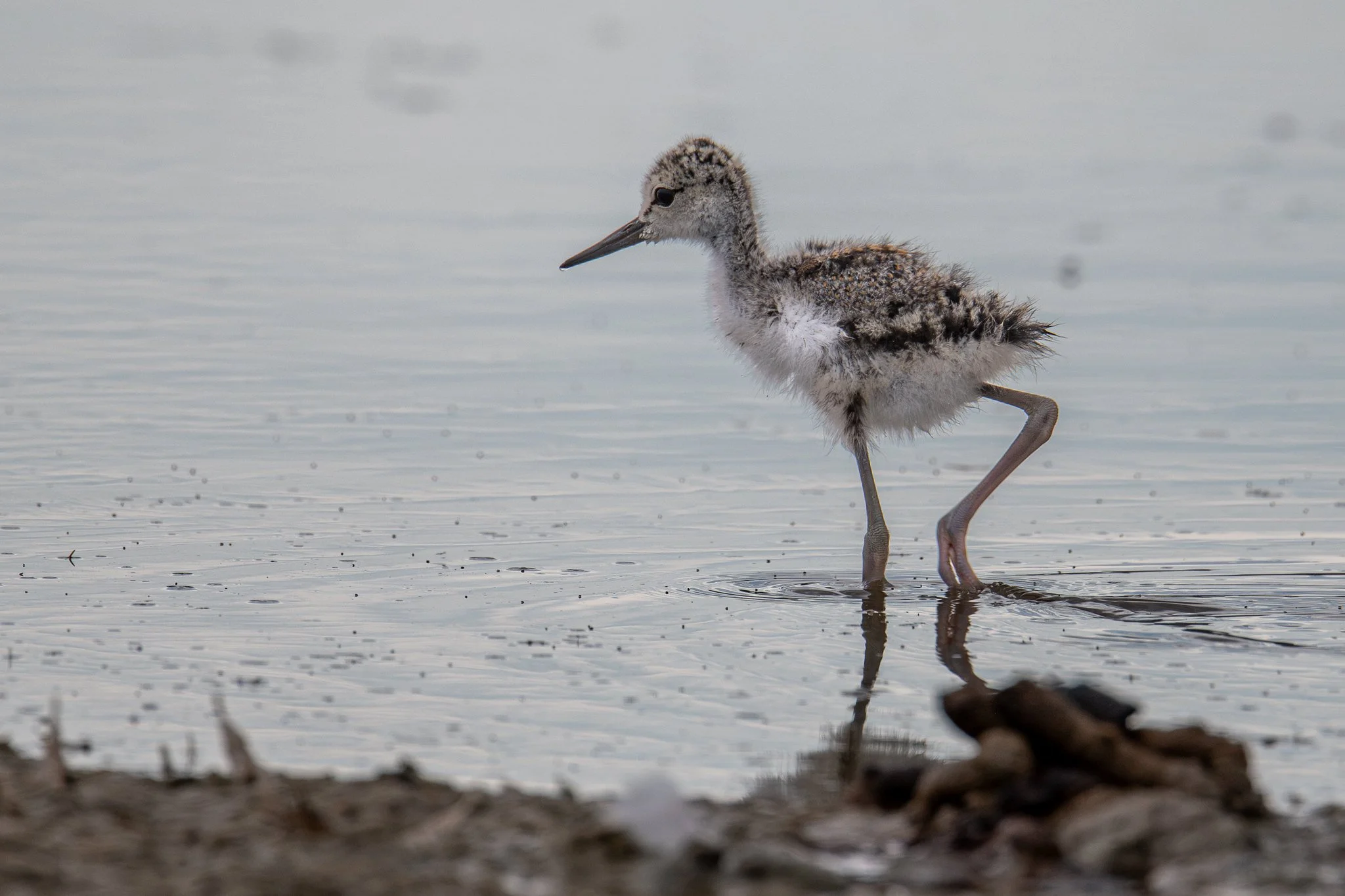 Black-necked Stilt (Himantopus mexicanus)