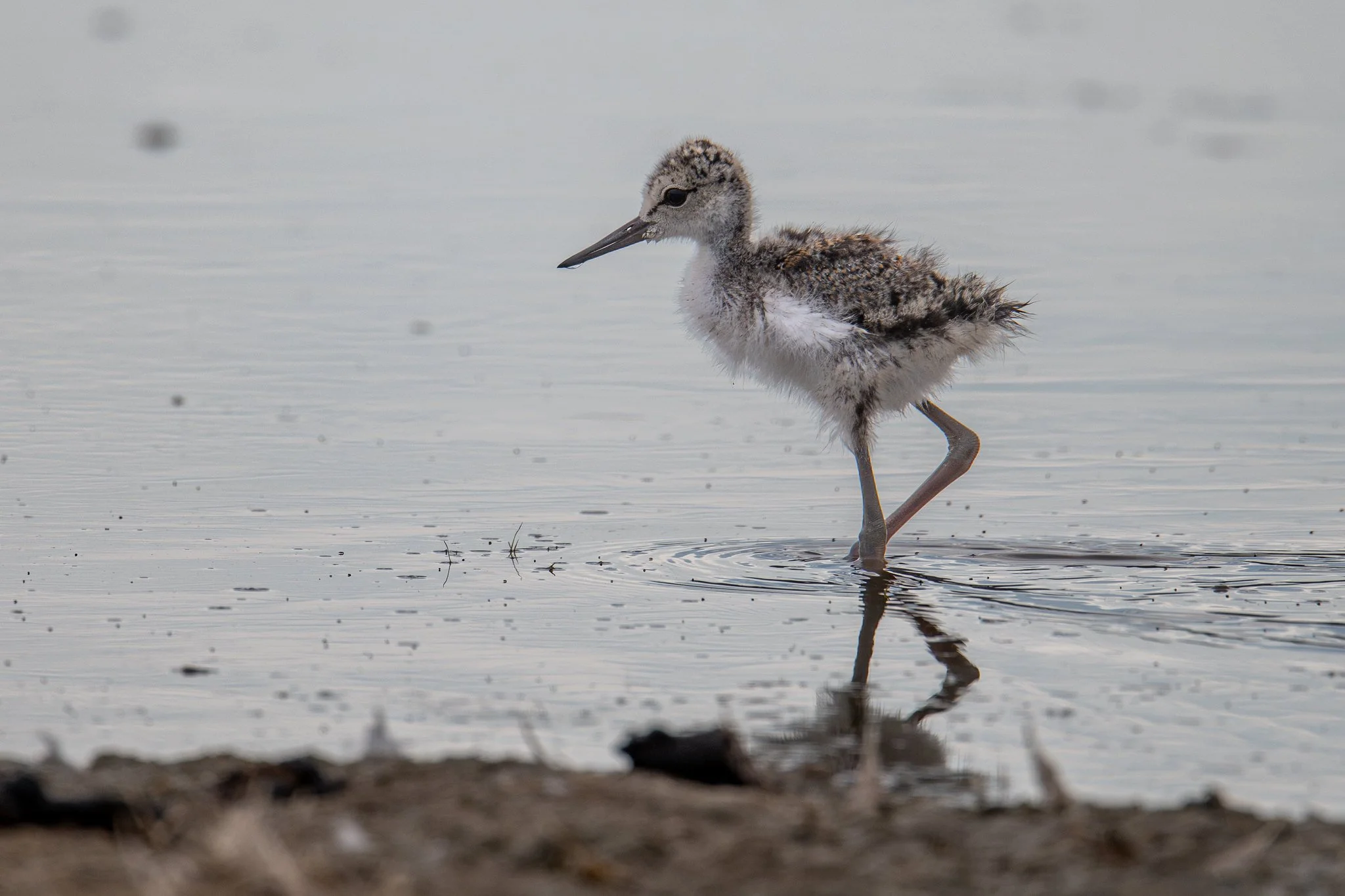 Black-necked Stilt (Himantopus mexicanus)