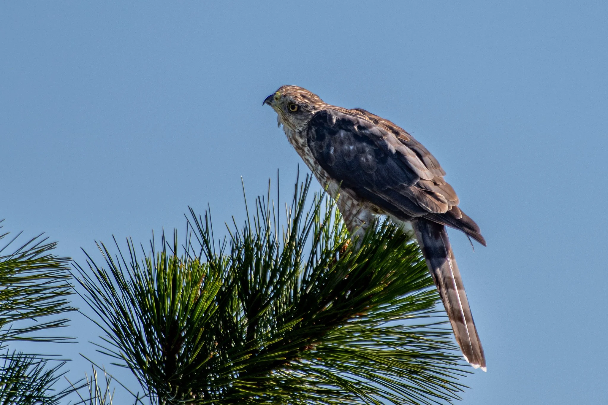 Cooper's Hawk (Astur cooperii)