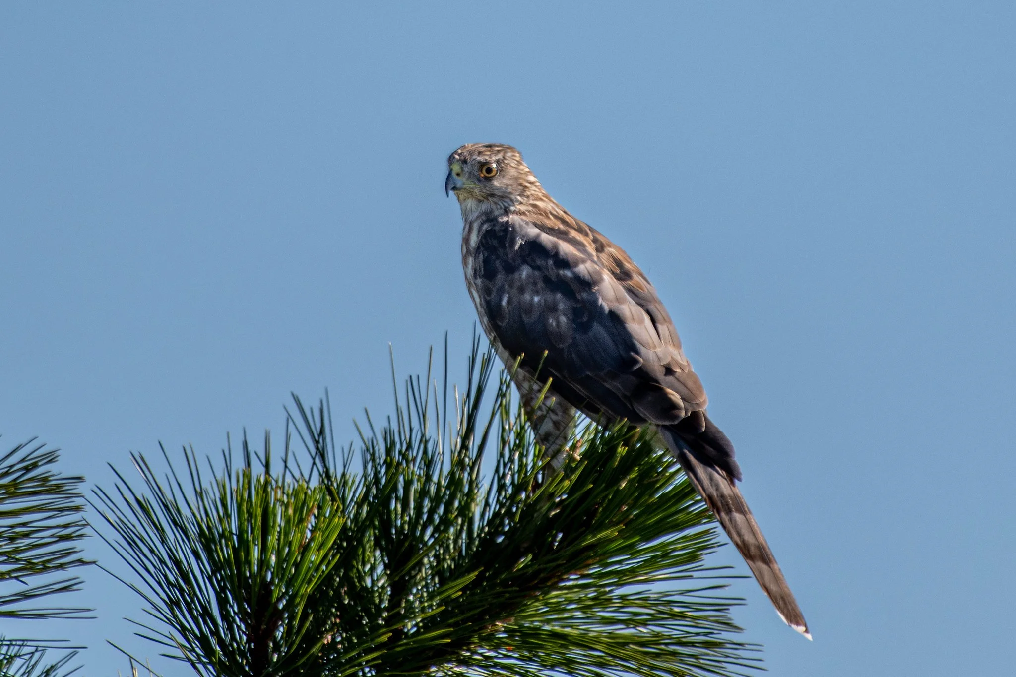Cooper's Hawk (Astur cooperii)